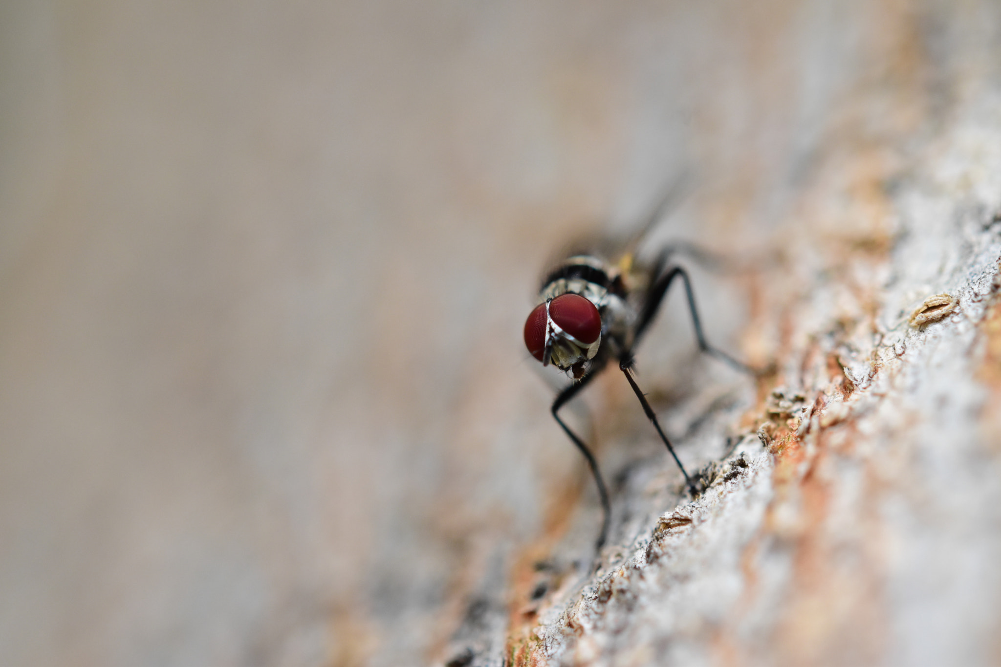Nikon AF-S Micro-Nikkor 60mm F2.8G ED sample photo. Red eyes photography
