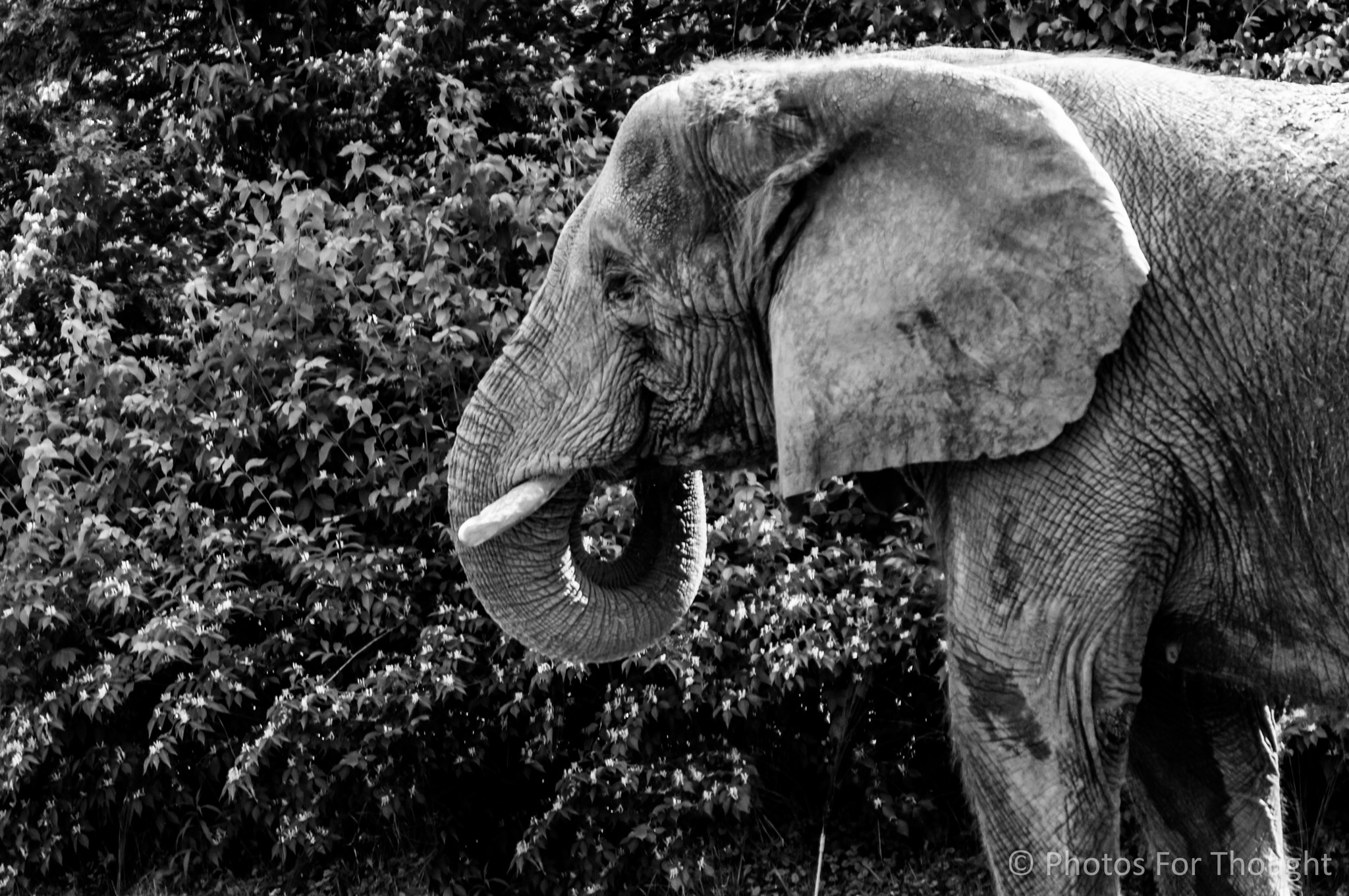 Sony Alpha NEX-5R + Sony E 55-210mm F4.5-6.3 OSS sample photo. Elephant 2016 photography
