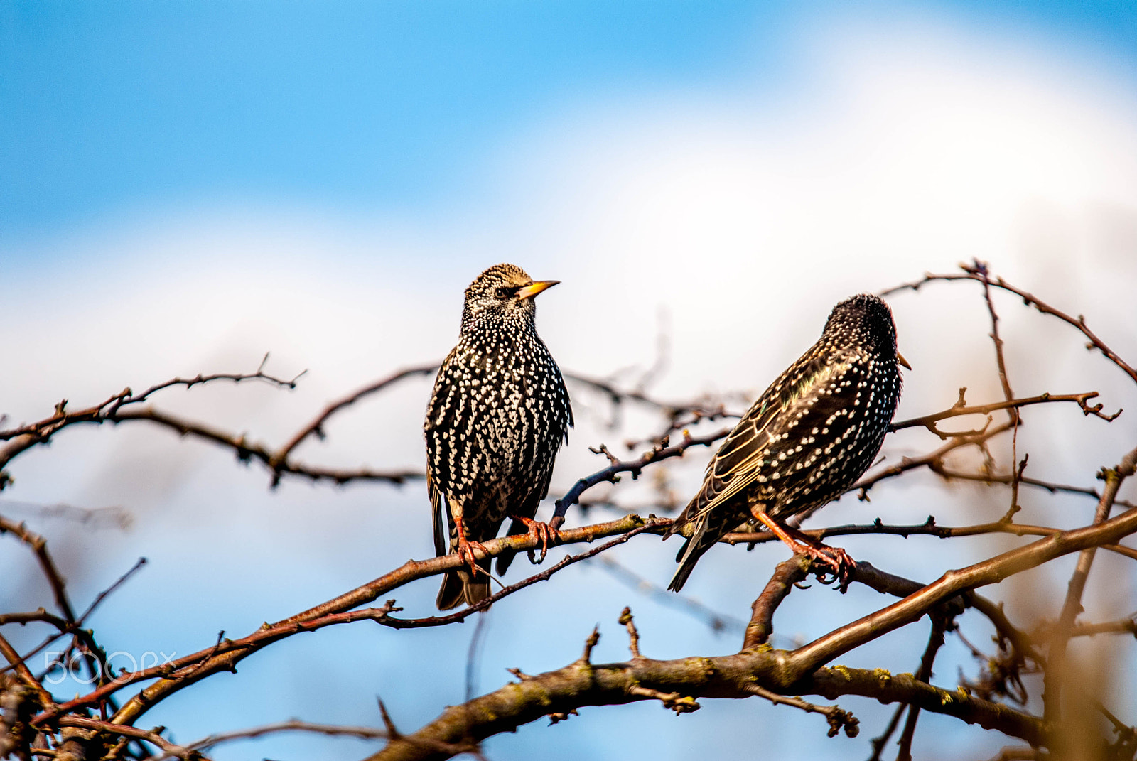 Nikon D200 + Sigma APO 100-300mm F4 EX IF HSM sample photo. Starlings photography