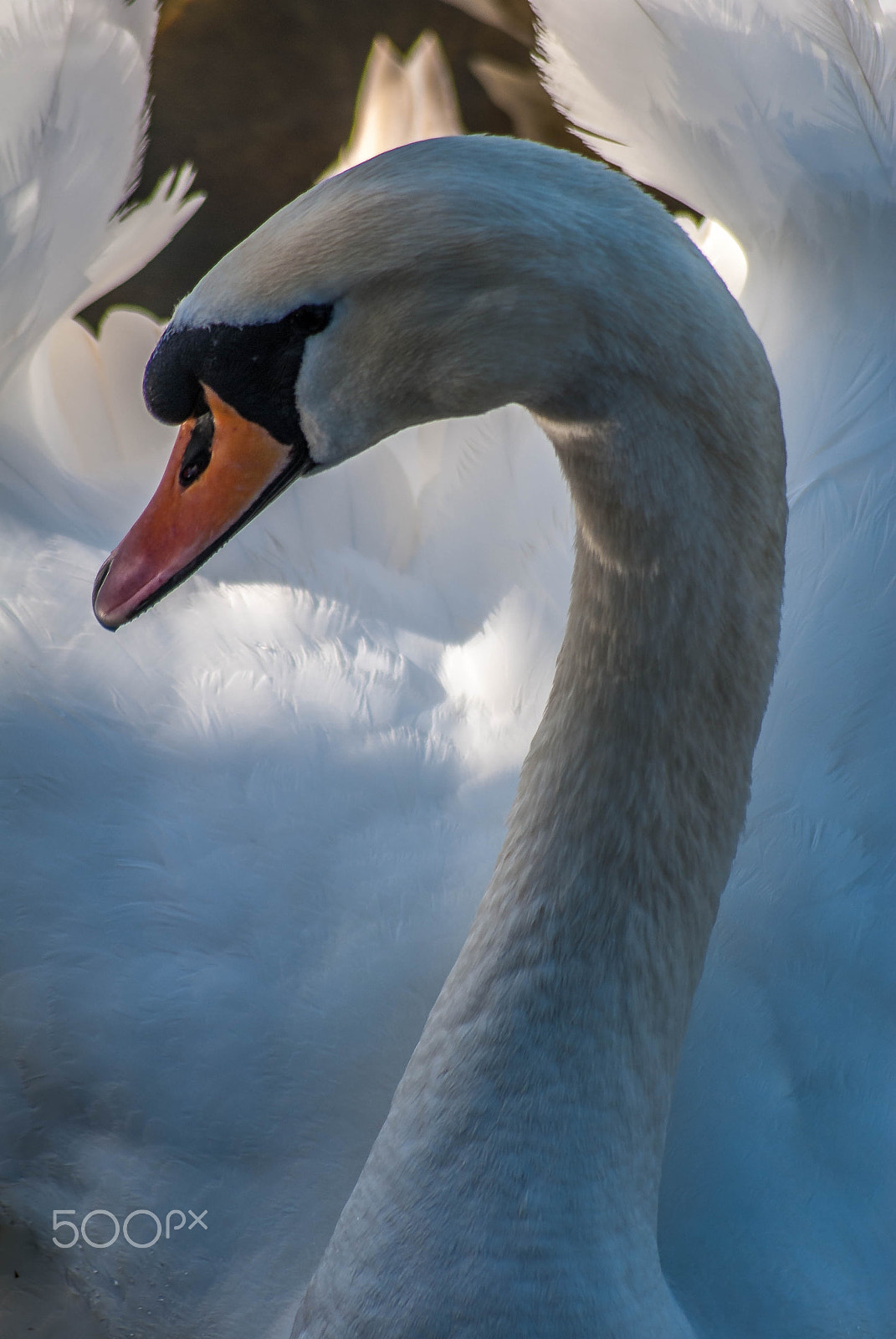 Nikon D200 sample photo. Kings mill swan photography