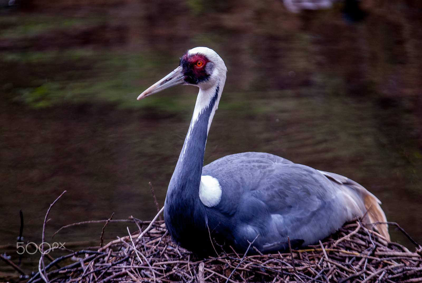 Nikon D200 + Sigma APO 100-300mm F4 EX IF HSM sample photo. Red eyed bird photography