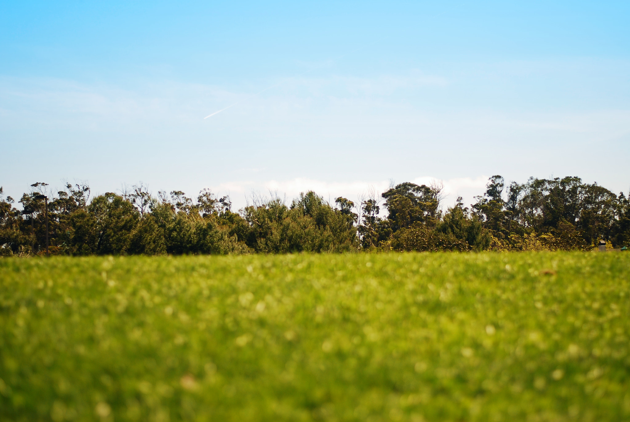 Nikon D80 + Nikon AF-S Nikkor 50mm F1.8G sample photo. Grass & sky photography