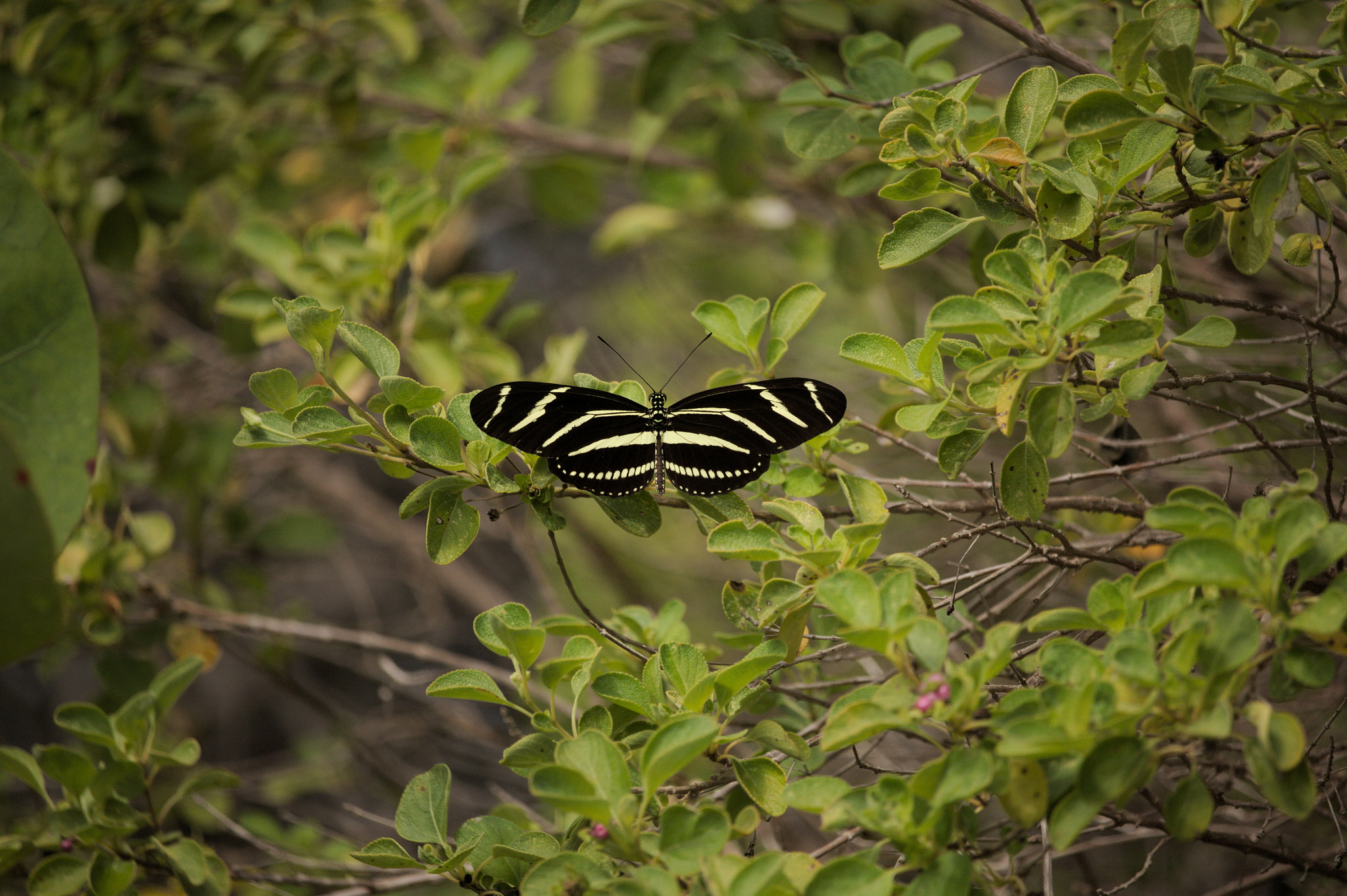 Canon EF-S 55-250mm F4-5.6 IS STM sample photo. Black and yellow butterfly photography
