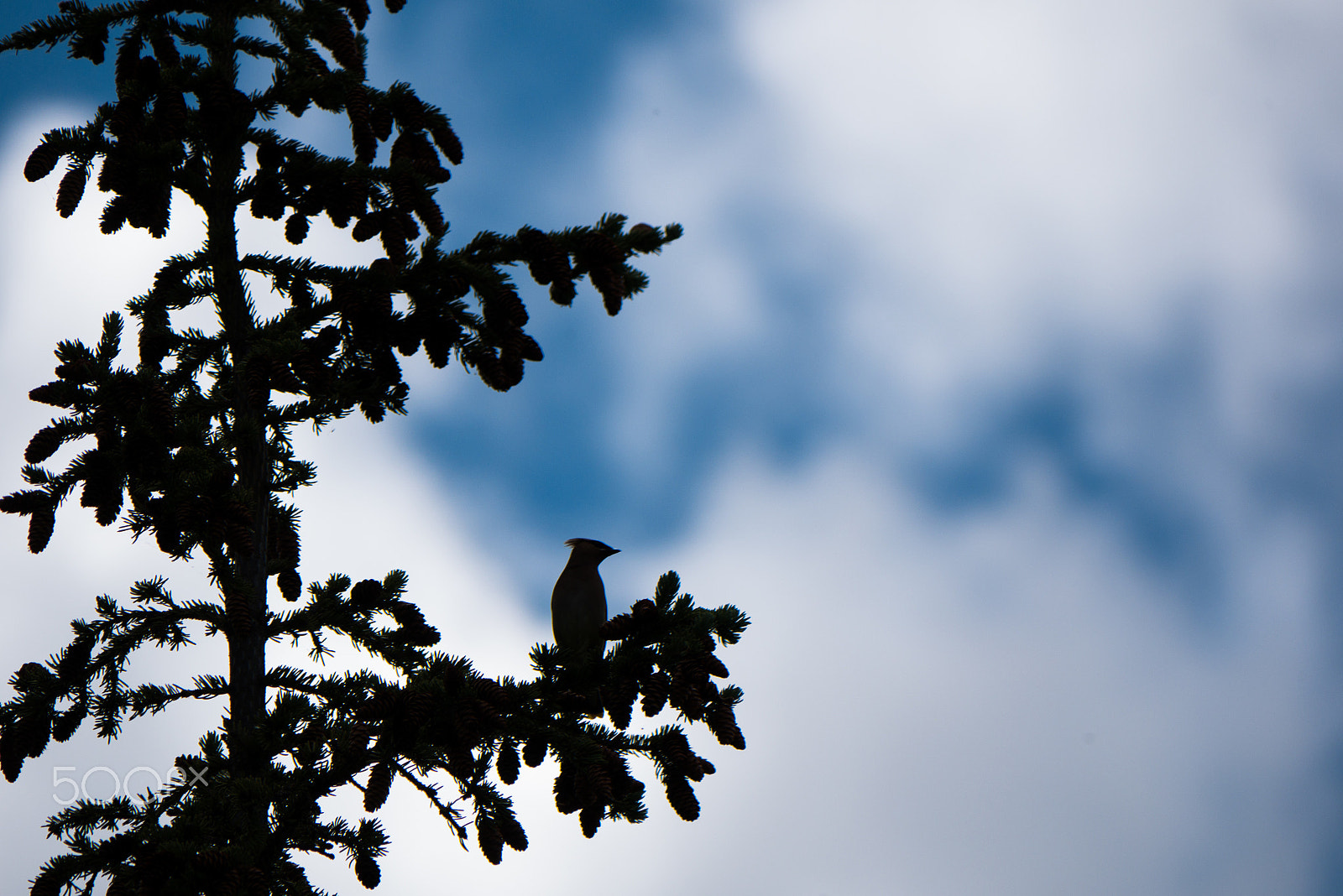 Panasonic Lumix DMC-GX85 (Lumix DMC-GX80 / Lumix DMC-GX7 Mark II) sample photo. Bohemien waxwing photography