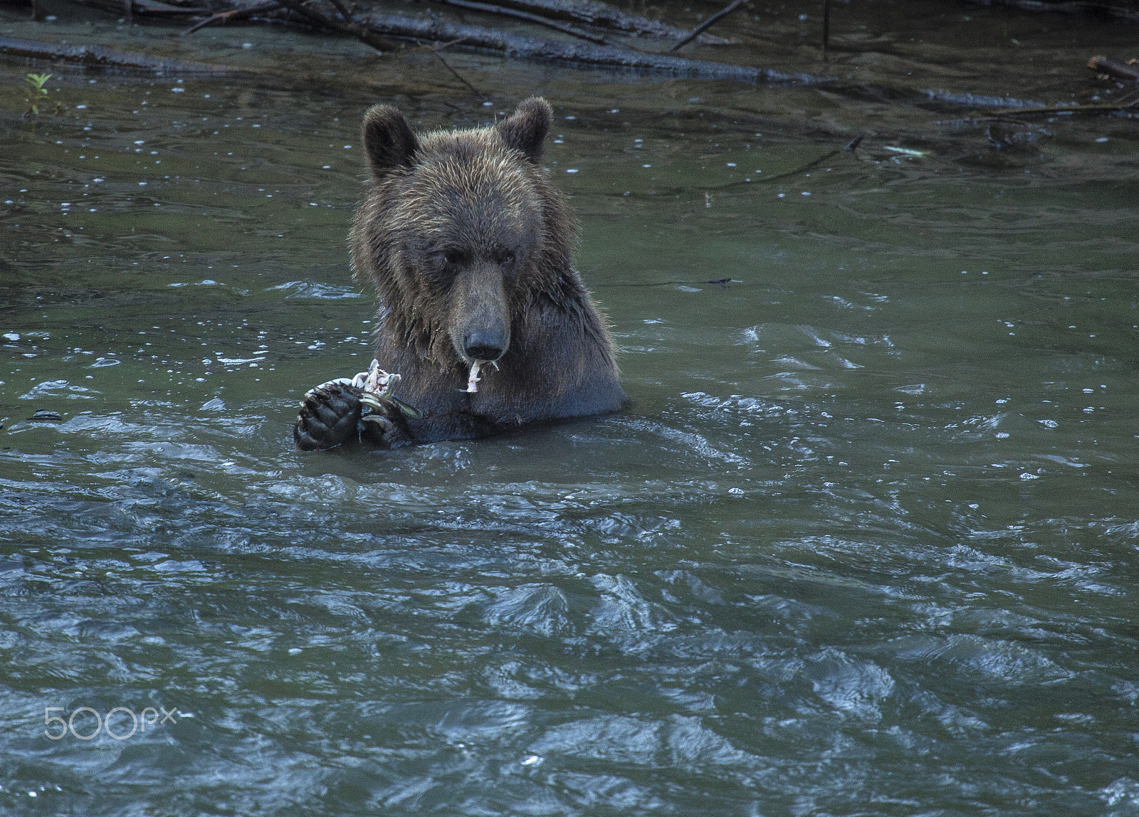 Canon EOS 5D Mark II + Canon EF 100-400mm F4.5-5.6L IS USM sample photo. Lunch time photography