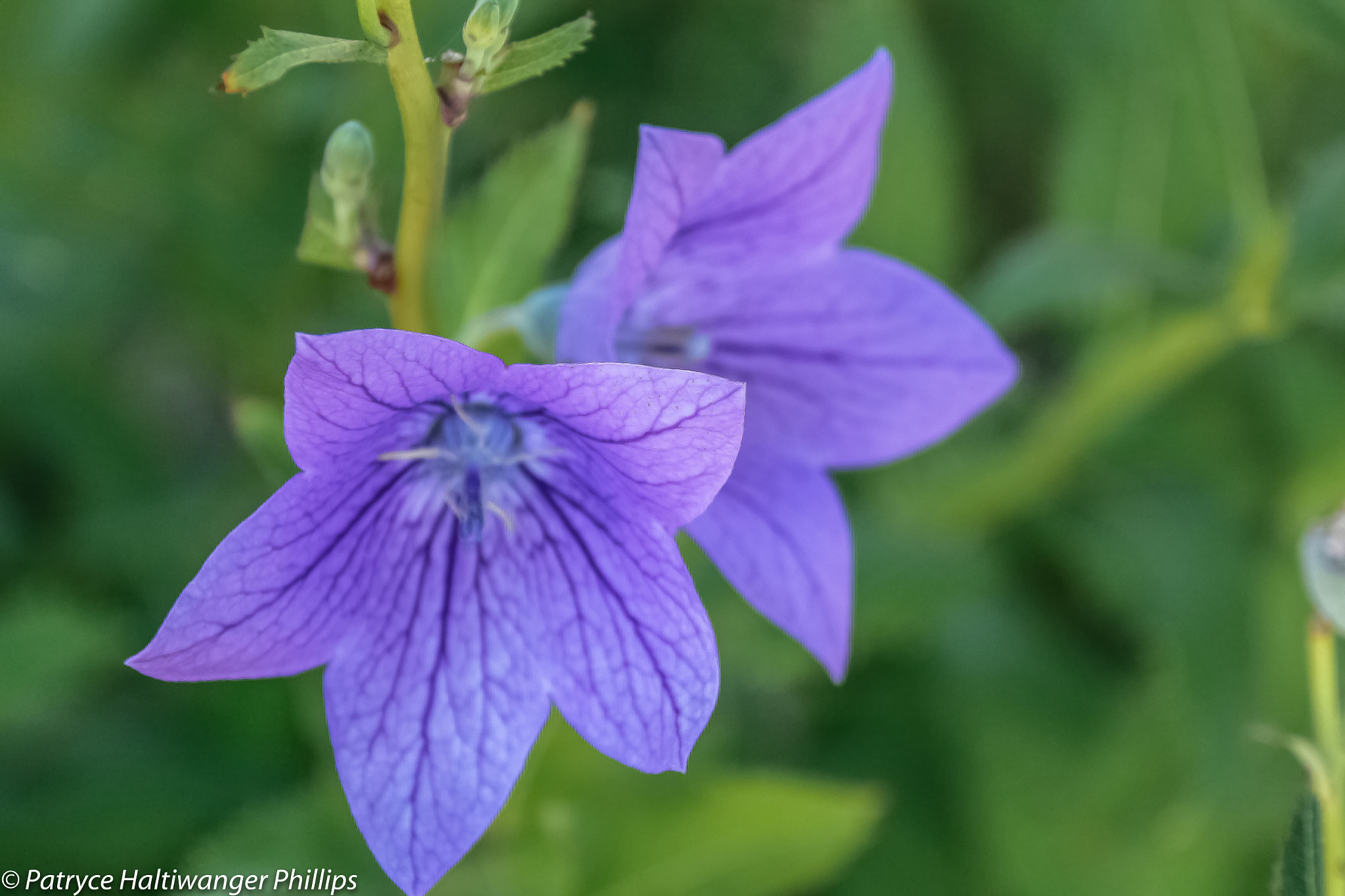 Canon EOS 100D (EOS Rebel SL1 / EOS Kiss X7) sample photo. Lovlies photography