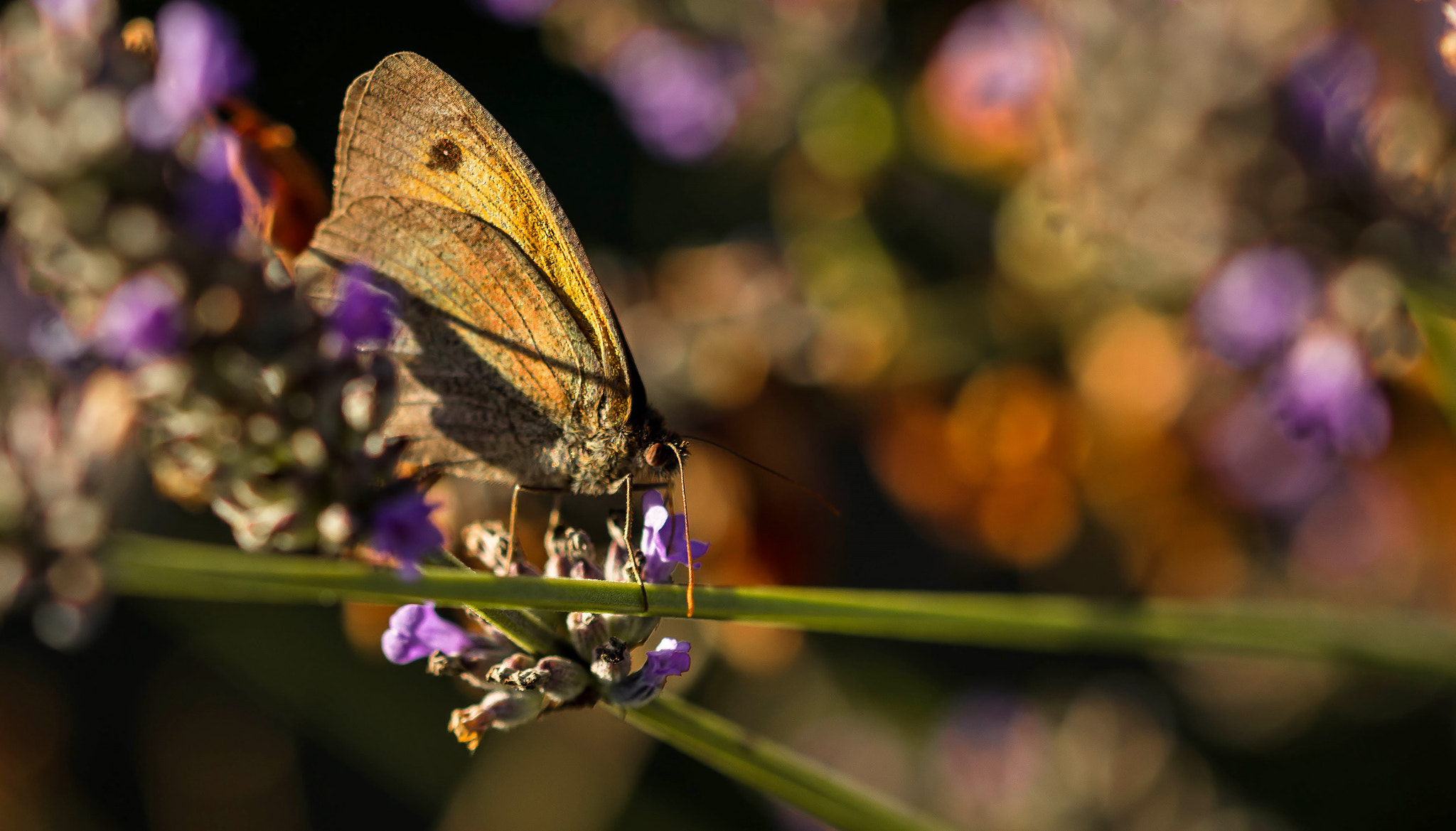 Sigma 105mm F2.8 EX DG OS HSM sample photo. Dans la lavande photography