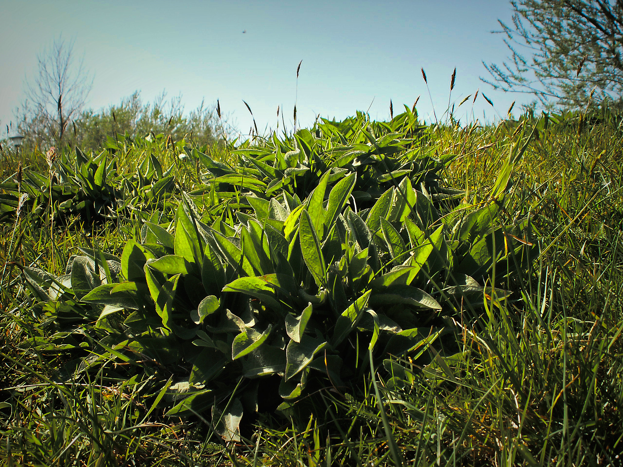 KONICA MINOLTA DiMAGE Z5 sample photo. Field of grass photography