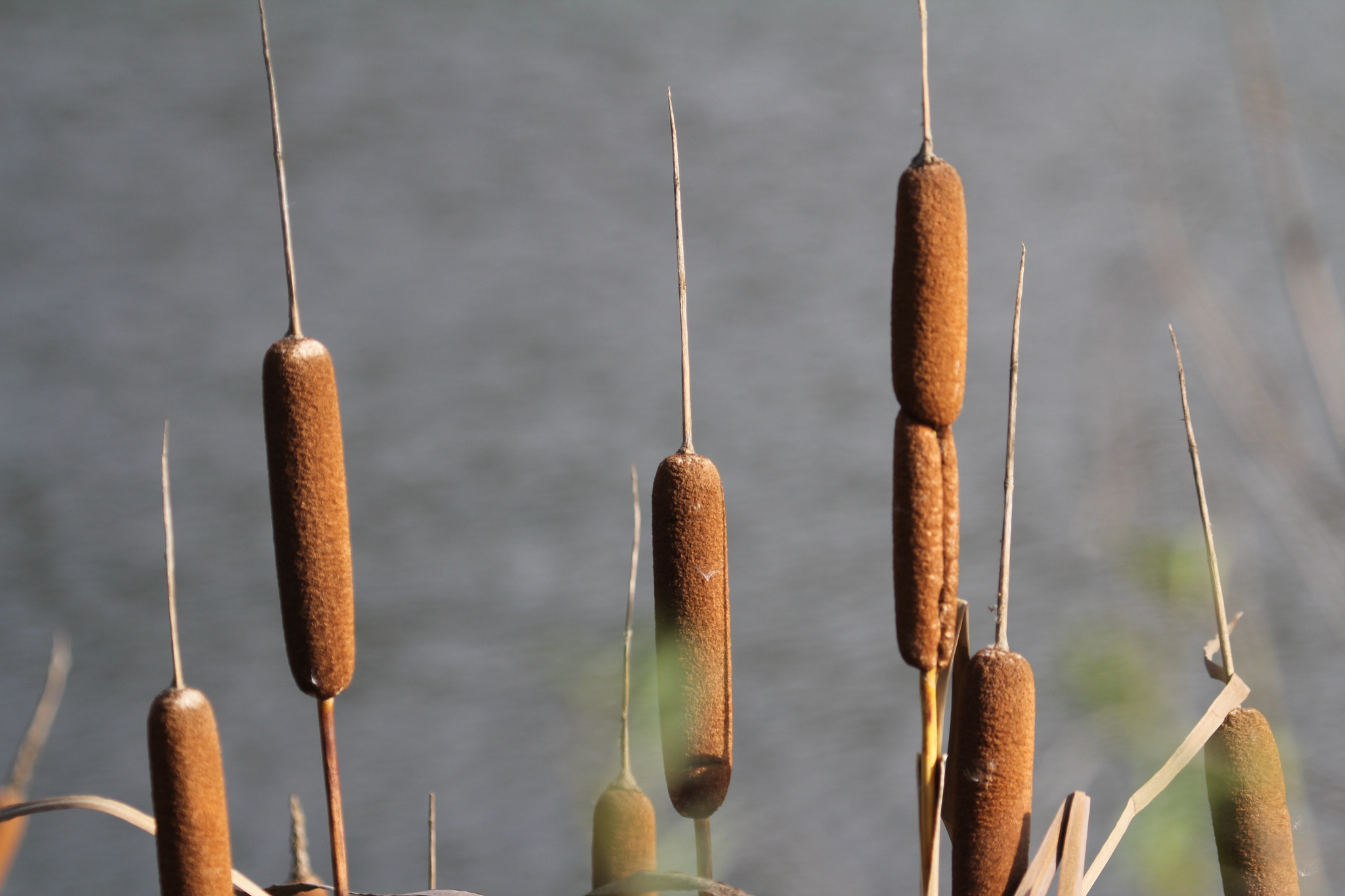 Canon EOS 60D + Canon EF 100-400mm F4.5-5.6L IS USM sample photo. Bullrushes photography