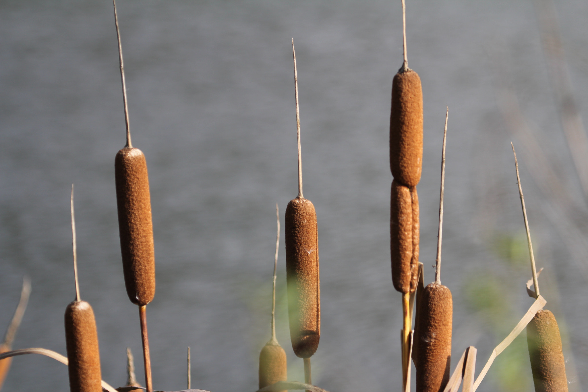 Canon EF 100-400mm F4.5-5.6L IS USM sample photo. Bullrushes photography