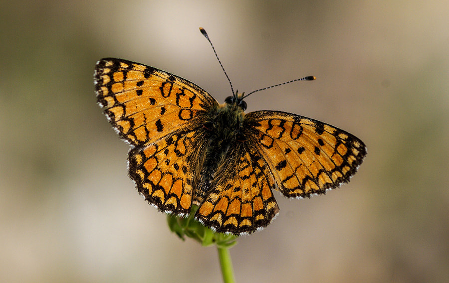 Pentax K20D + smc PENTAX-FA Macro 100mm F2.8 sample photo. Buterfly photography