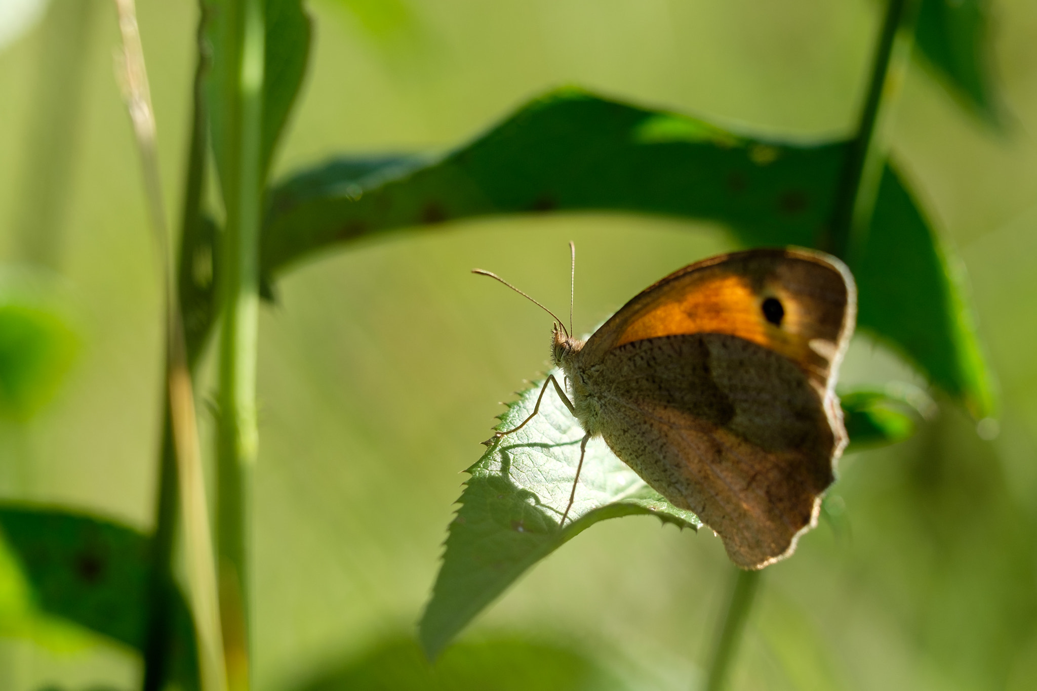 Fujifilm X-T10 + Fujifilm XF 90mm F2 R LM WR sample photo. Butterfly photography