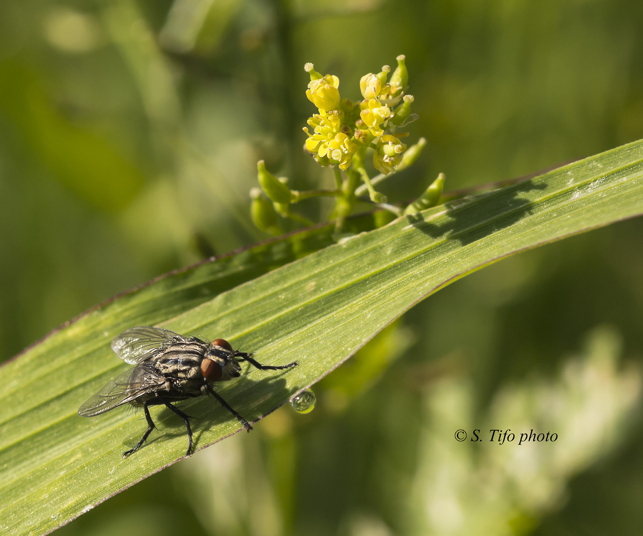 Canon EOS 700D (EOS Rebel T5i / EOS Kiss X7i) + Sigma 105mm F2.8 EX DG OS HSM sample photo. The fly and the drop ... photography