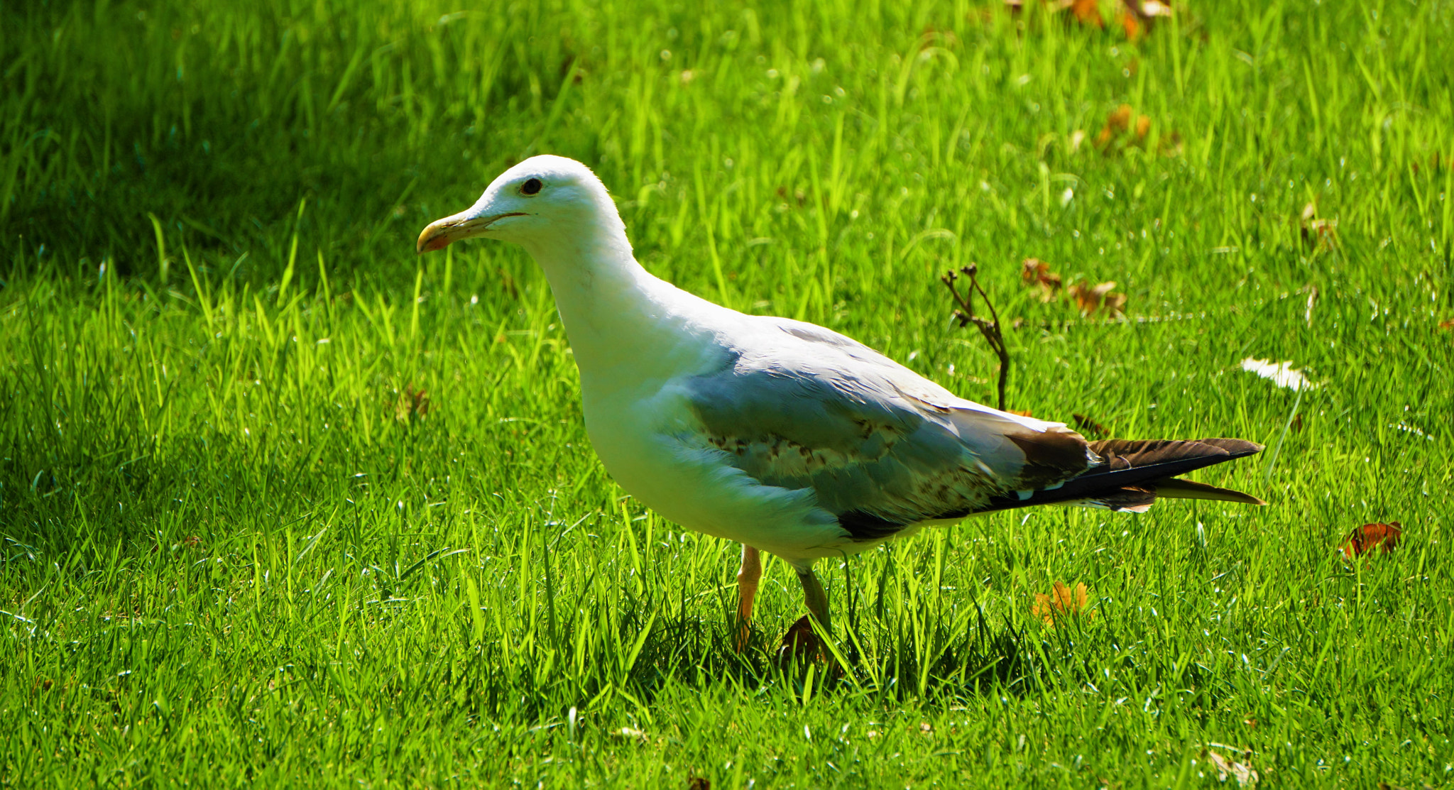 Sony E 55-210mm F4.5-6.3 OSS sample photo. Grass seagull photography