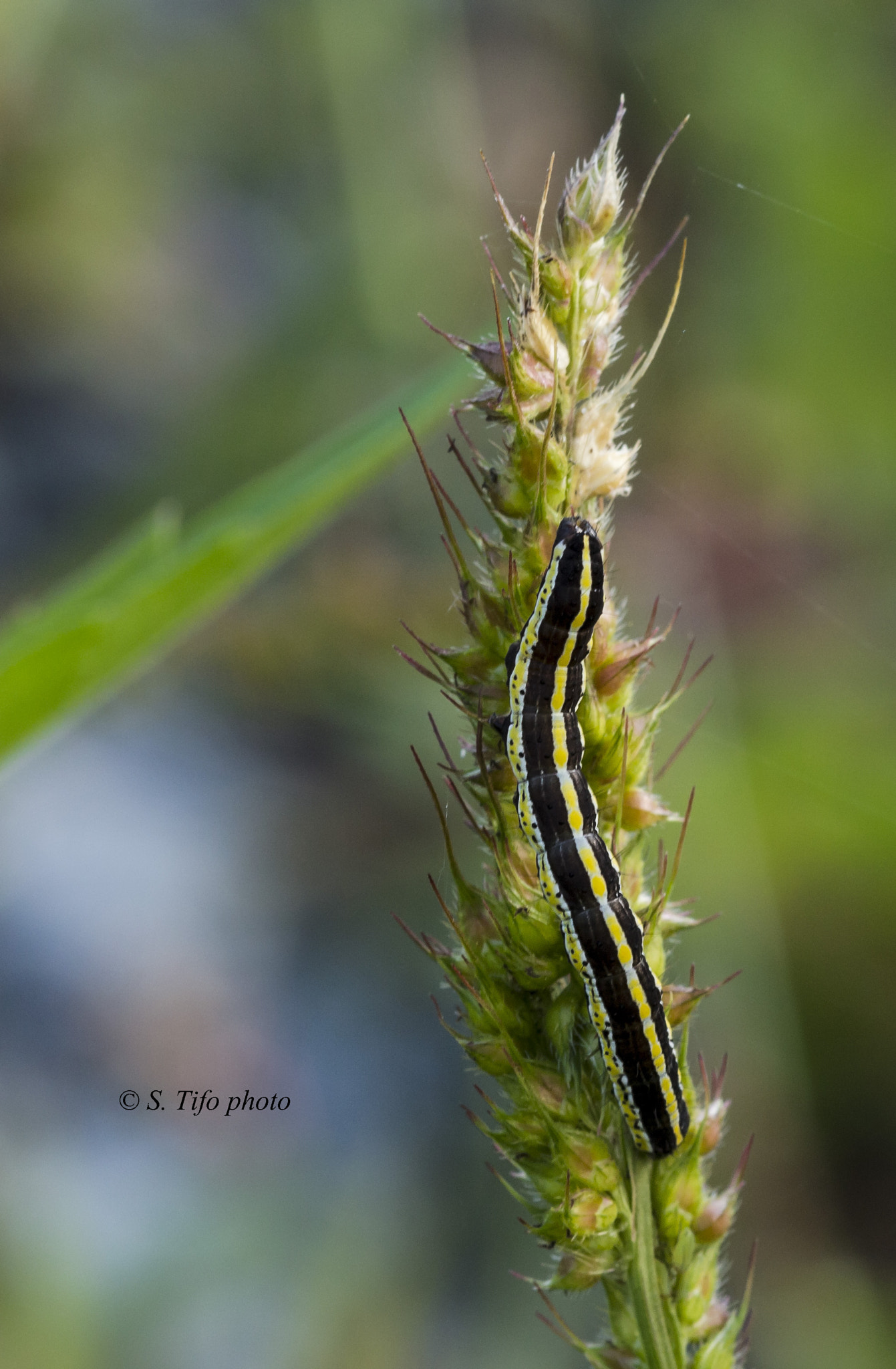 Sigma 105mm F2.8 EX DG OS HSM sample photo. Carterpillar .. photography