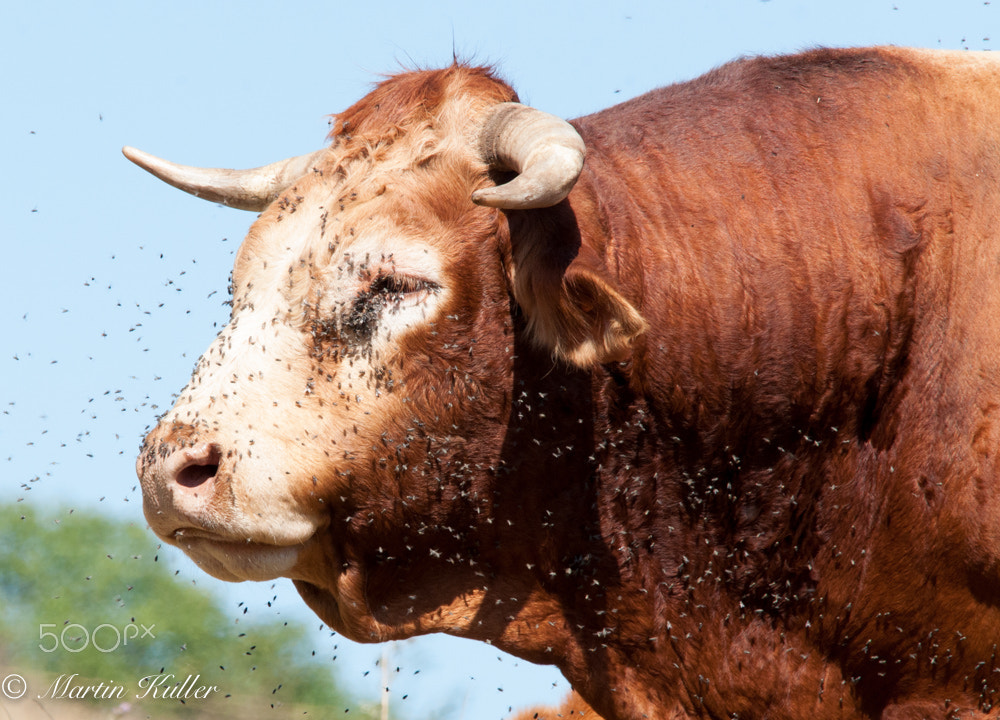 Sigma 150-500mm F5-6.3 DG OS HSM sample photo. Bull photography