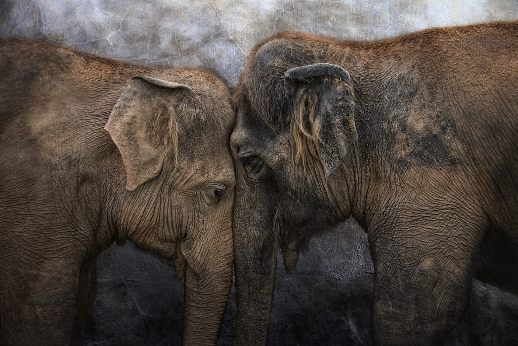 World Elephant Day by Joachim G. Pinkawa on 500px.com