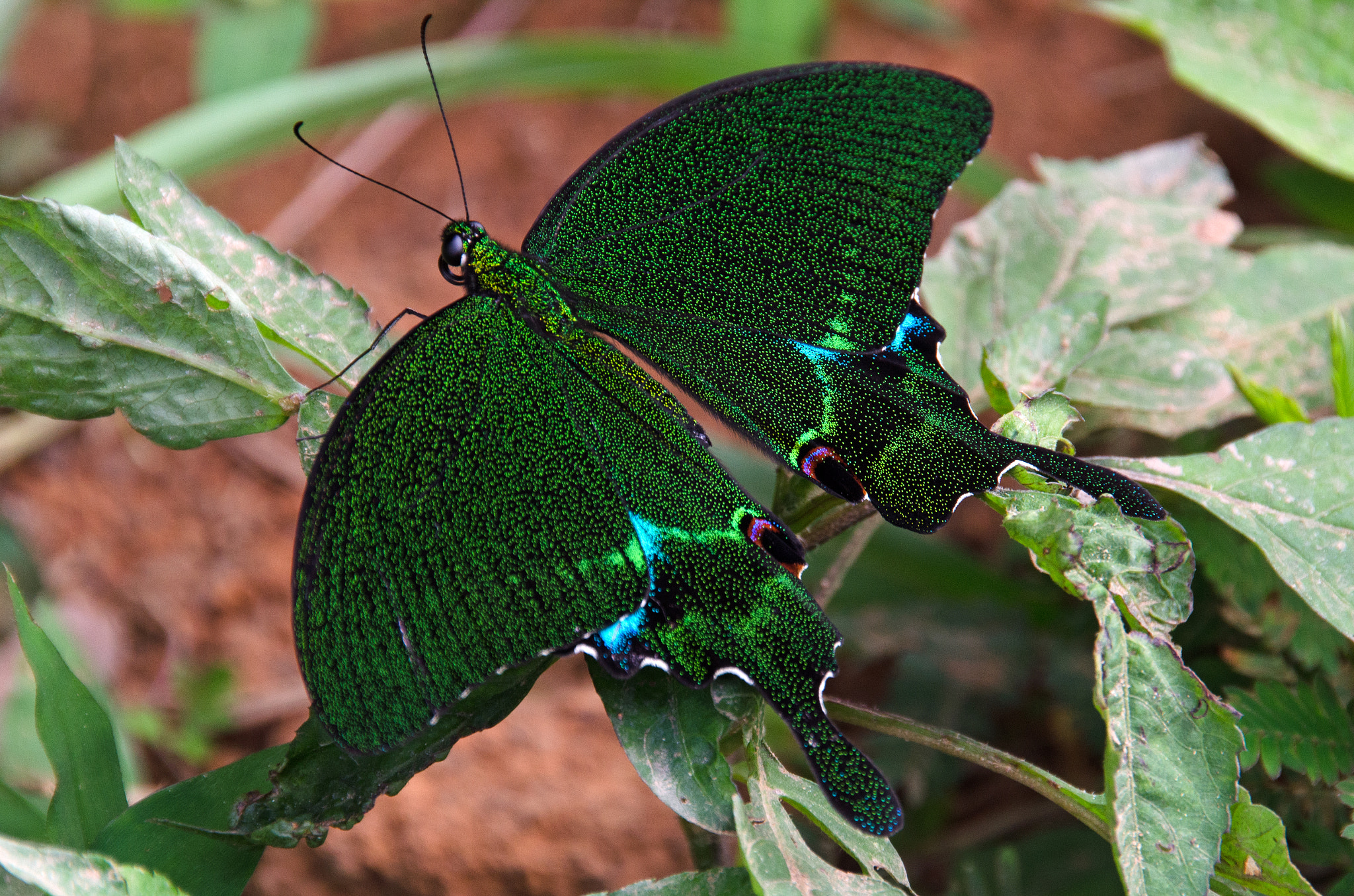 Sigma 18-250mm F3.5-6.3 DC OS HSM sample photo. Butterfly photography