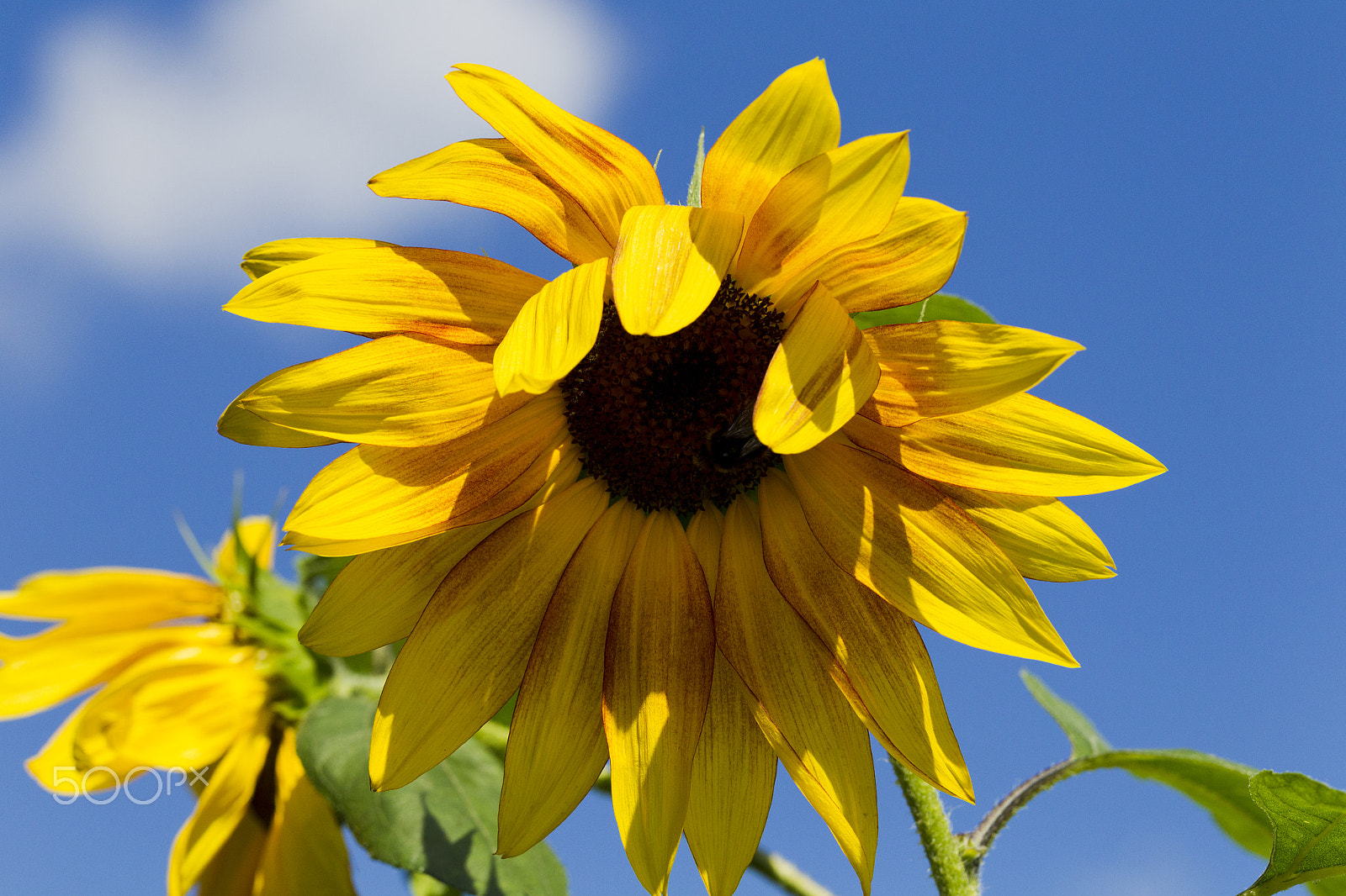 Canon EF 100mm F2.8L Macro IS USM sample photo. Flower sunflower and bumblebee photography