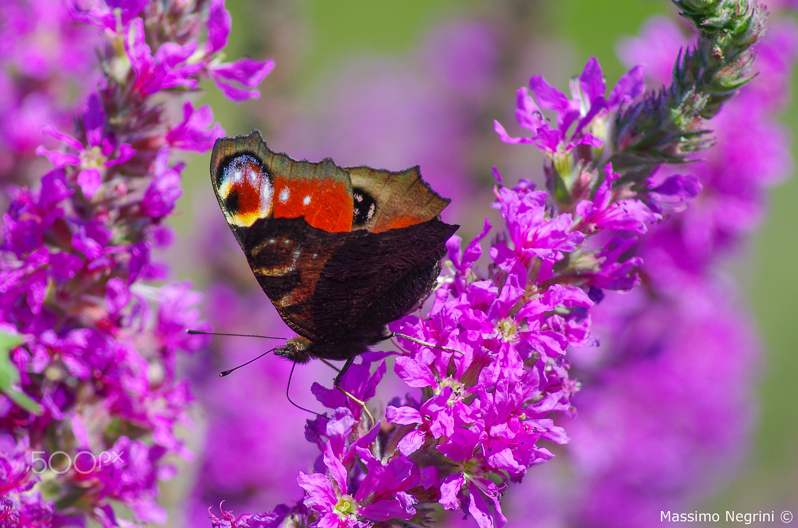 Tamron AF 70-300mm F4-5.6 Di LD Macro sample photo. Inachis io photography
