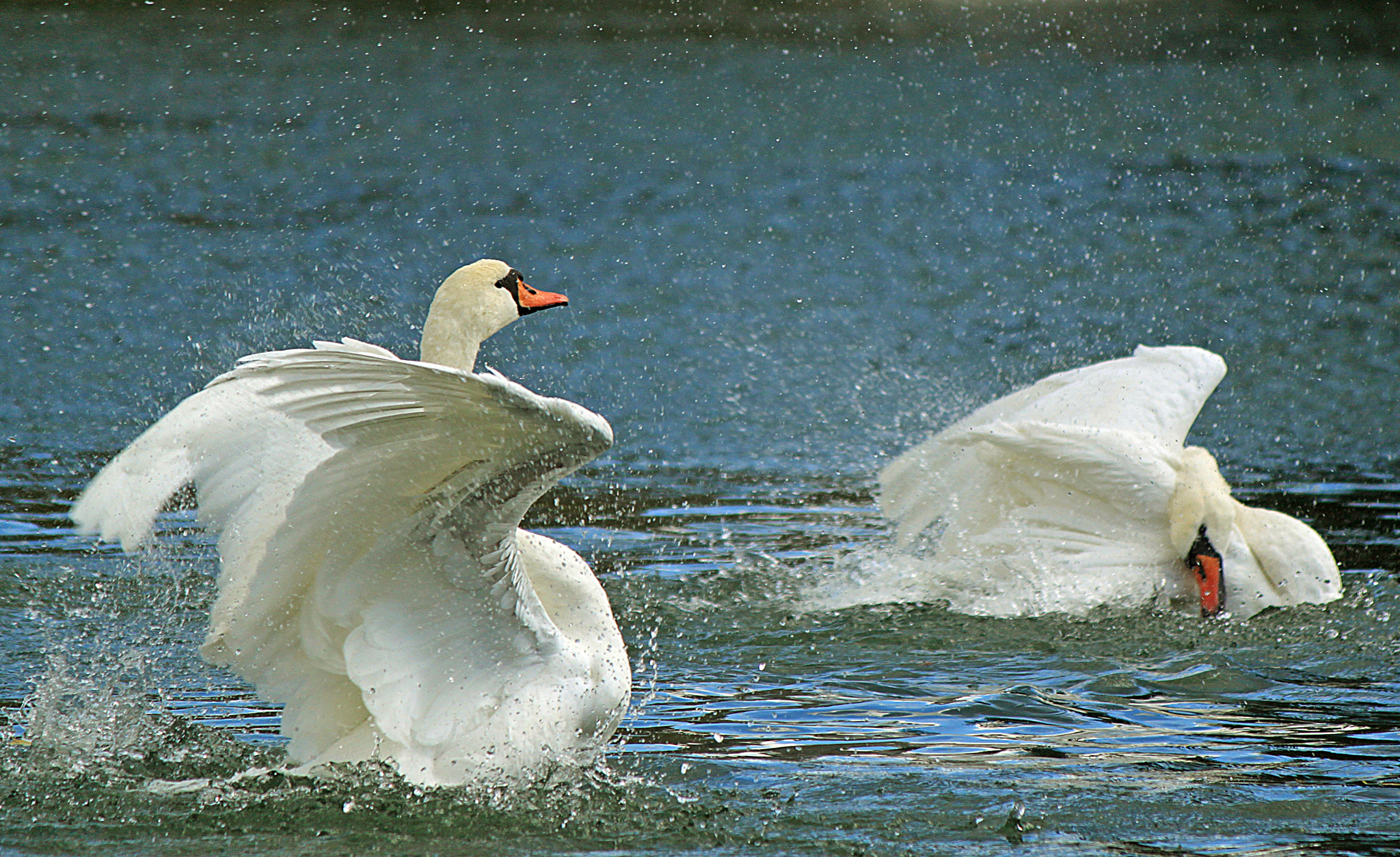 Canon EOS 500D (EOS Rebel T1i / EOS Kiss X3) sample photo. Dance me to the end of love photography