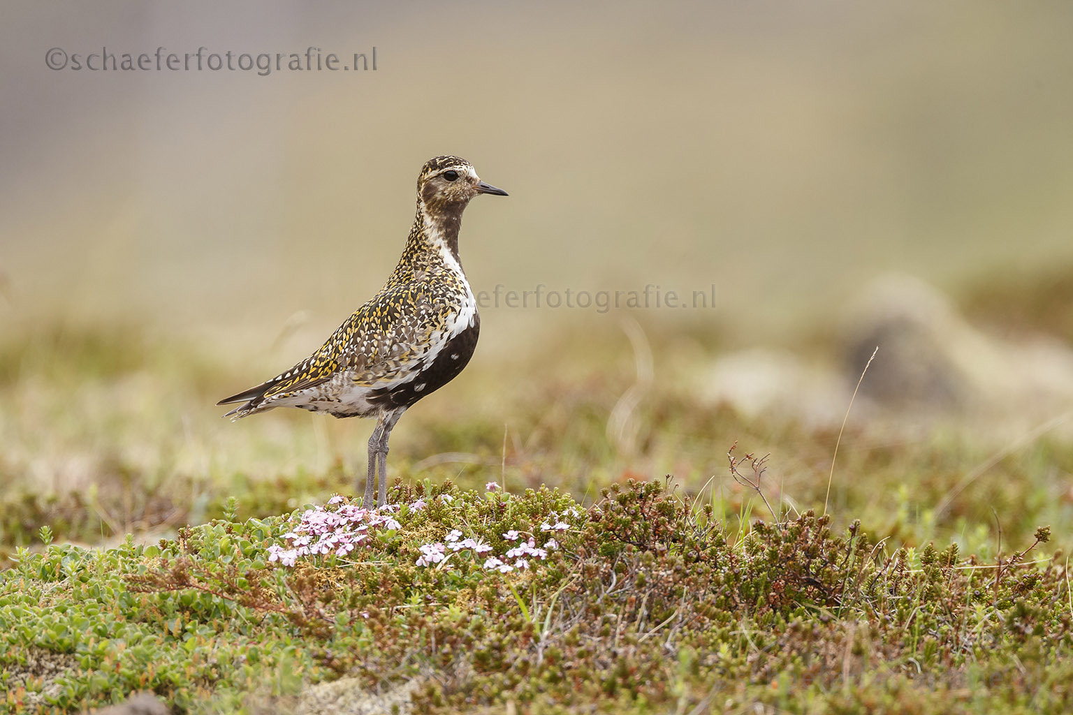 Canon EF 500mm F4L IS USM sample photo. Golden plover photography