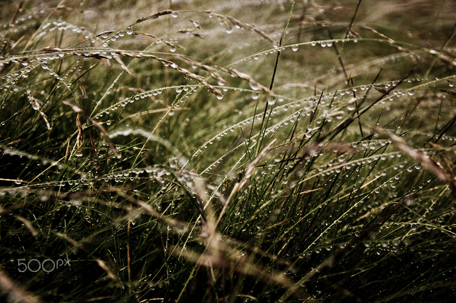 Nikon D50 sample photo. Rainy days are beautiful too photography