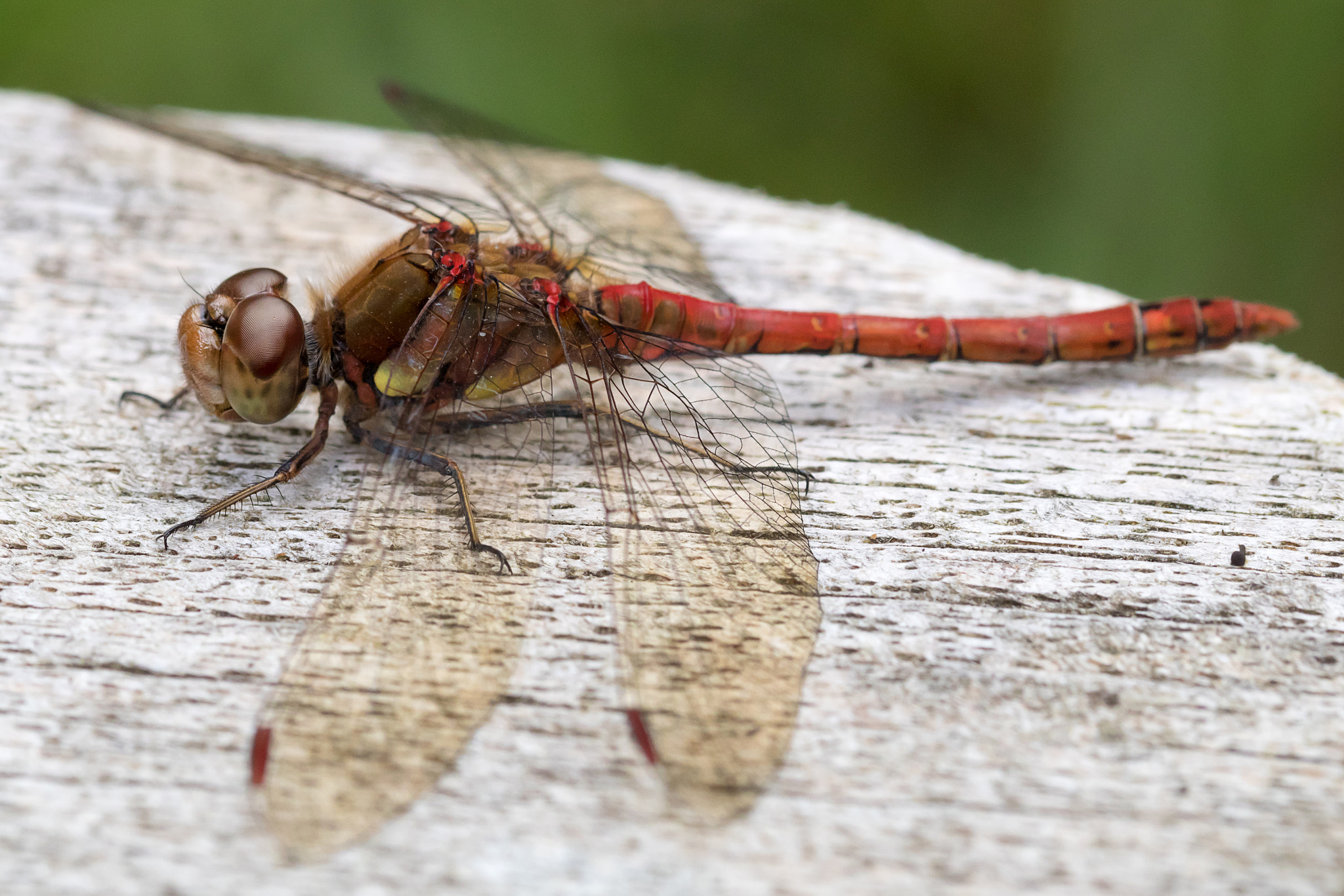 Sigma 105mm F2.8 EX DG OS HSM sample photo. Common darter photography