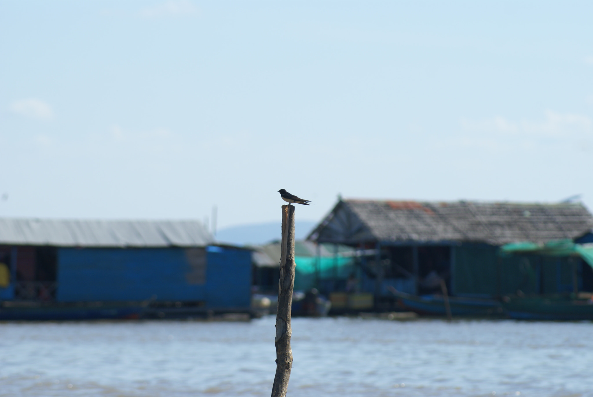 Sony Alpha DSLR-A100 sample photo. Bird photography