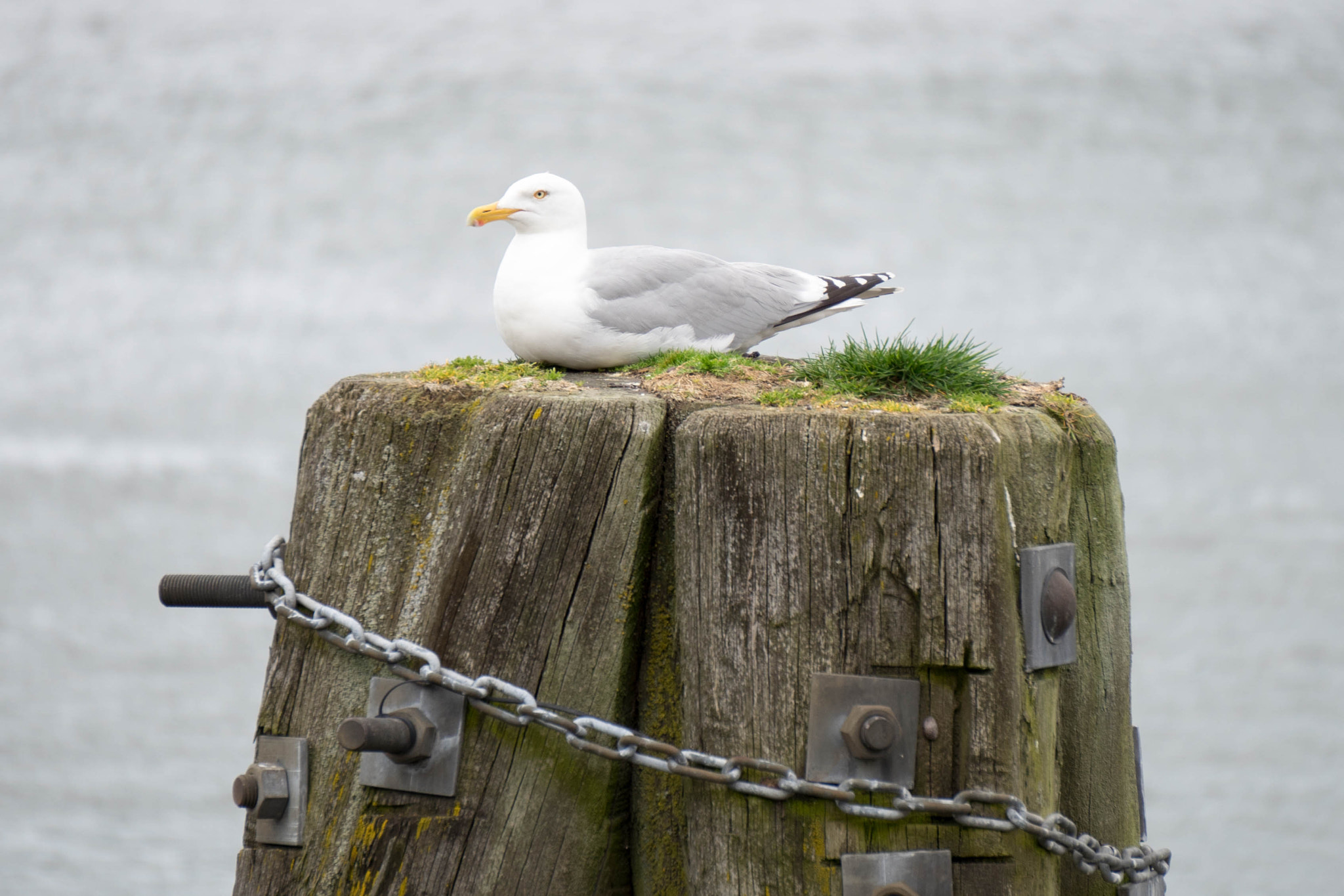 Sony E 55-210mm F4.5-6.3 OSS sample photo. Seagull photography