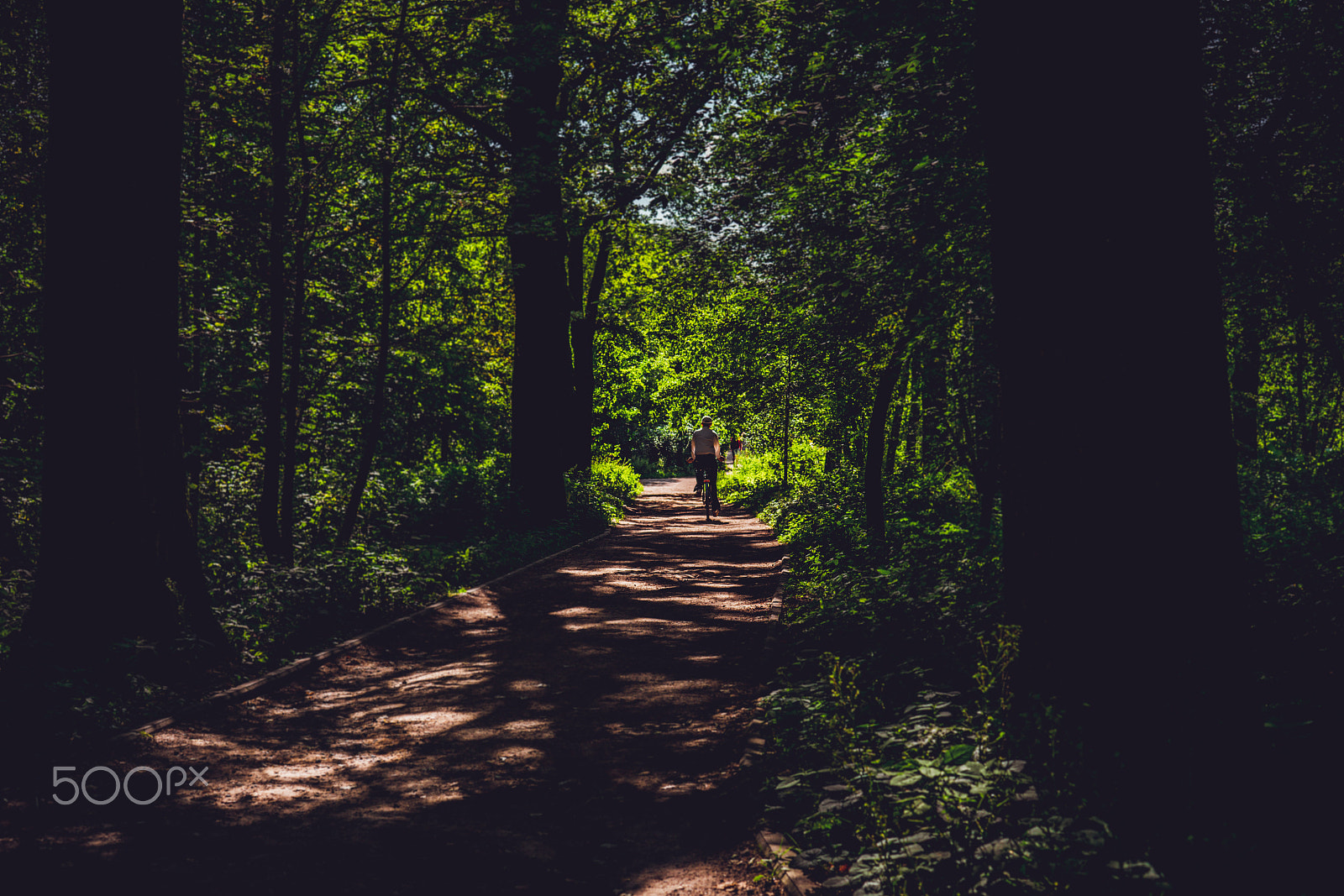 Sony a7R II + Sony 50mm F1.4 sample photo. Cycling in the forest photography