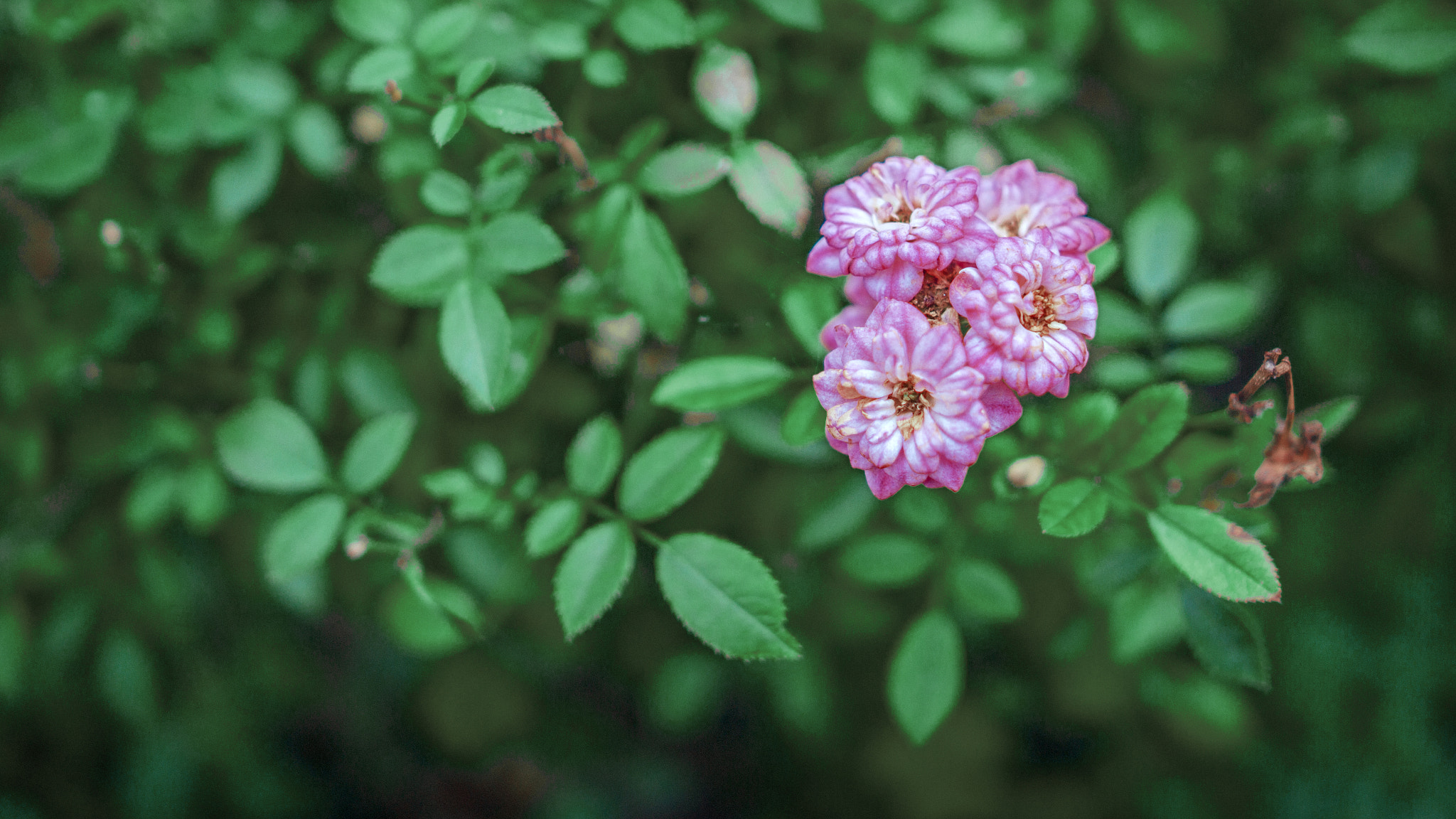 Sony Alpha NEX-7 + Sony Sonnar T* E 24mm F1.8 ZA sample photo