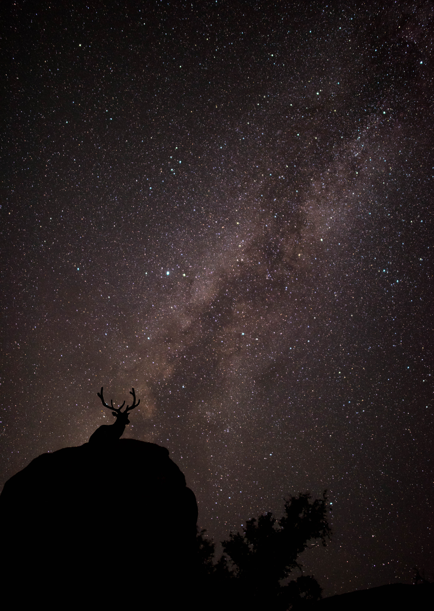 Samyang 12mm F2.8 ED AS NCS Fisheye sample photo. Elk & milky way photography