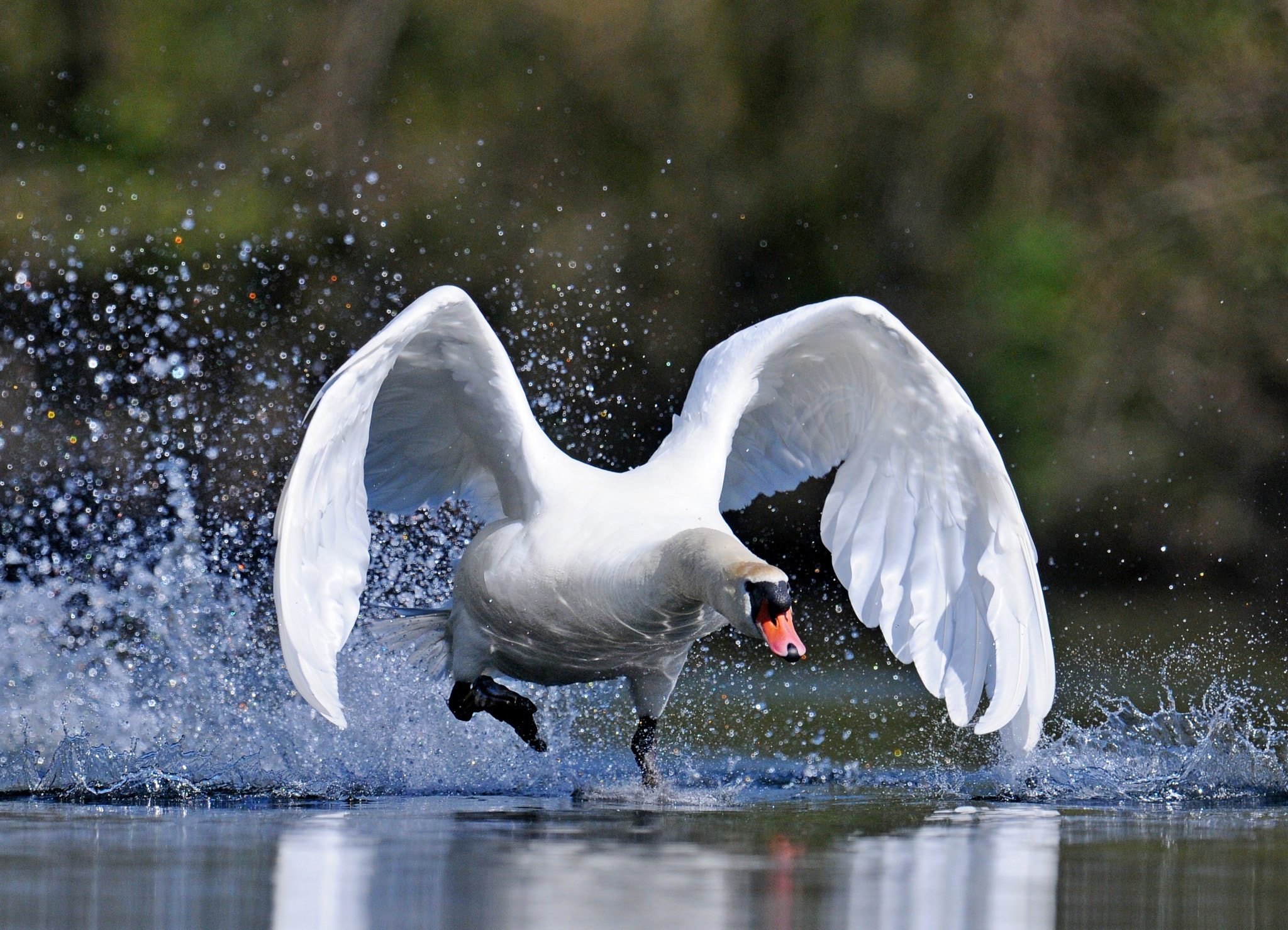 Nikon D300S + Nikon AF-S Nikkor 600mm F4G ED VR sample photo. Attack photography