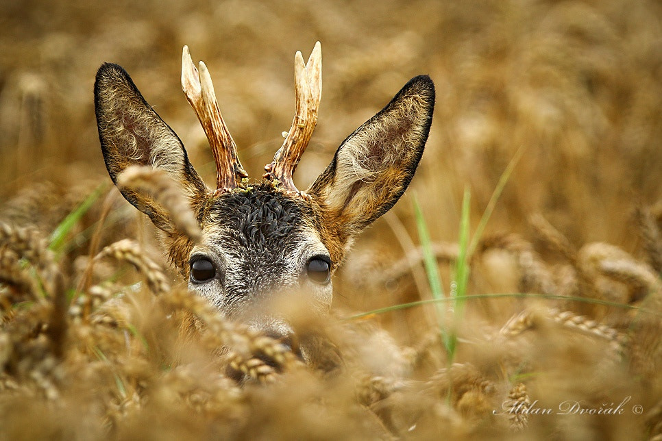 Canon EOS 7D Mark II + Canon EF 300mm F2.8L IS USM sample photo. Little devil of a field of wheat photography