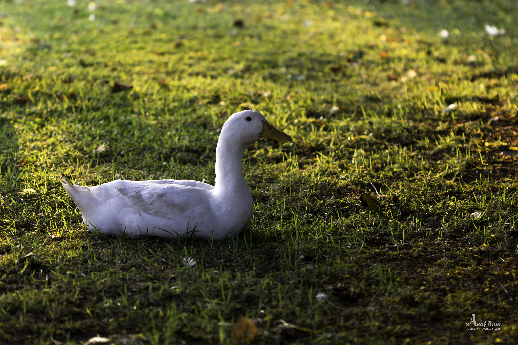 Canon EOS 550D (EOS Rebel T2i / EOS Kiss X4) sample photo. Rest at sunset photography
