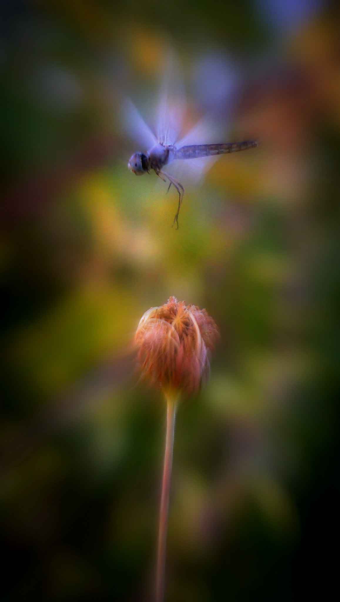 Sony DT 55-200mm F4-5.6 SAM sample photo. . photography