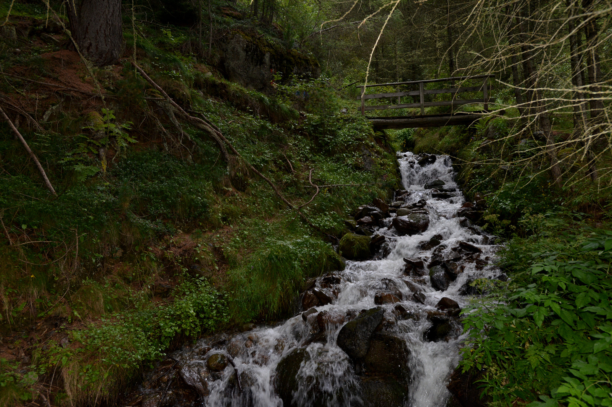 Nikon AF-S Nikkor 17-35mm F2.8D ED-IF sample photo. Wet forest photography