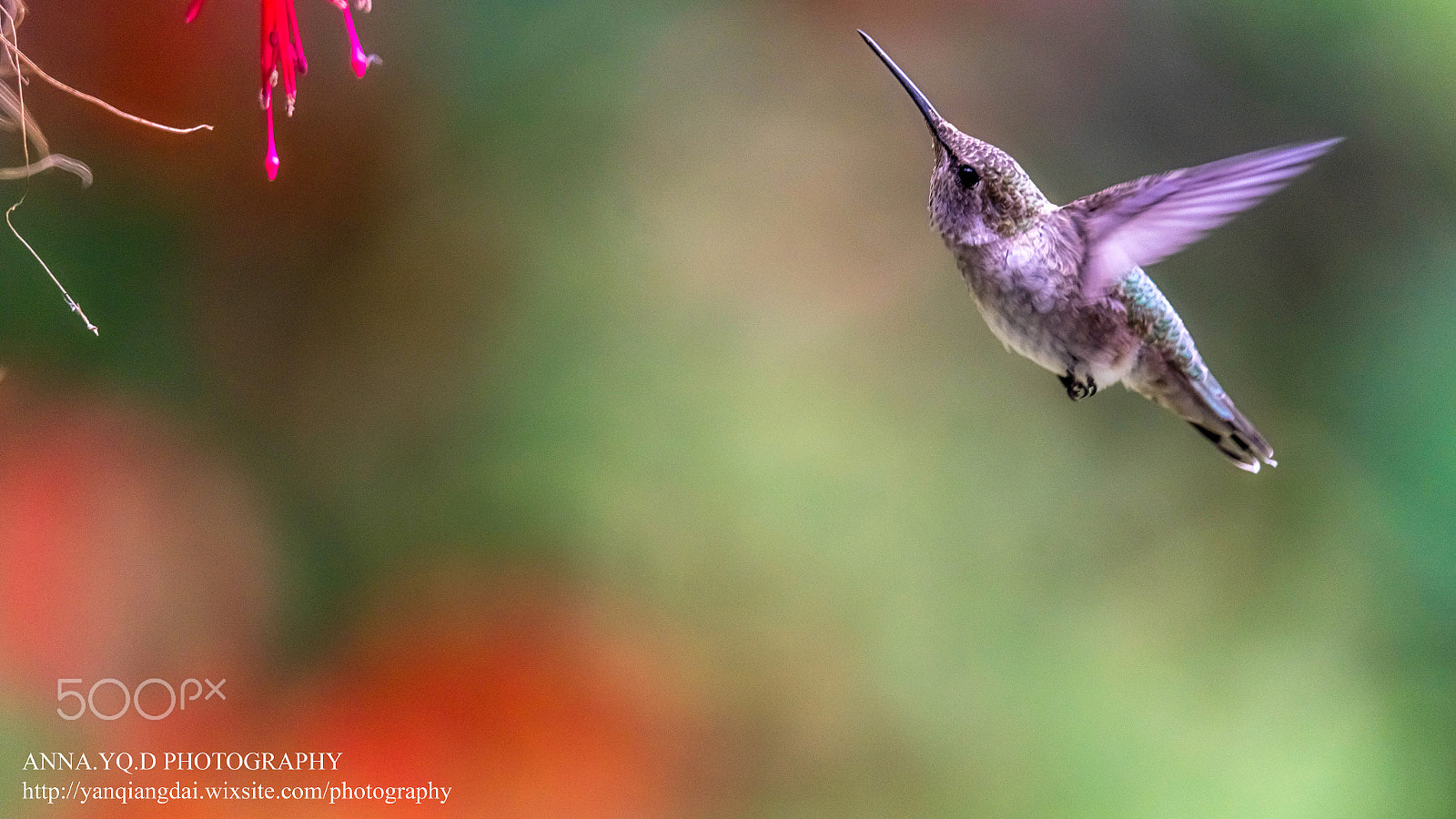 Sony a7 + Tamron SP 150-600mm F5-6.3 Di VC USD sample photo. Hummingbird photography