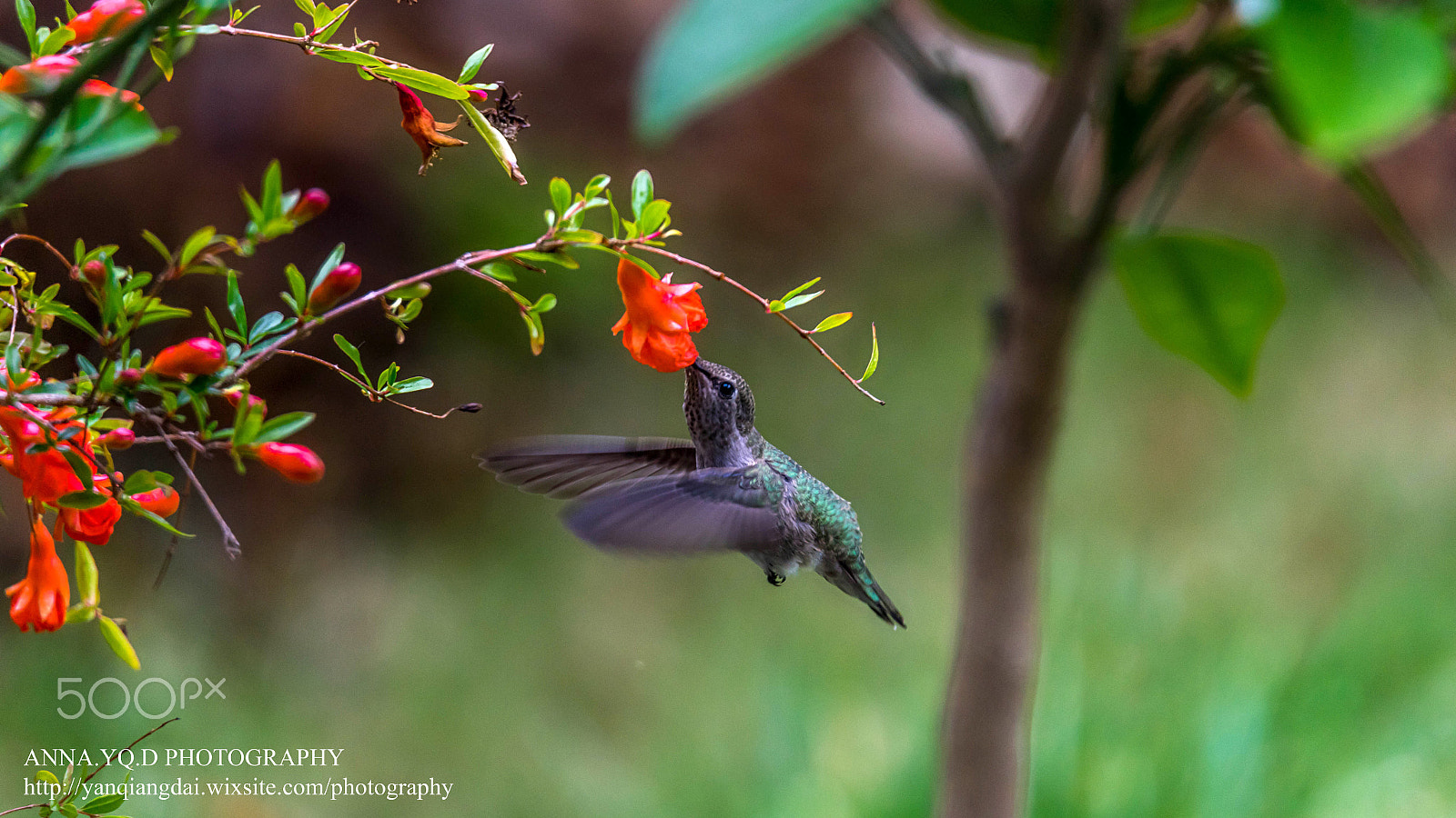 Sony a7 + Tamron SP 150-600mm F5-6.3 Di VC USD sample photo. Hummingbird photography