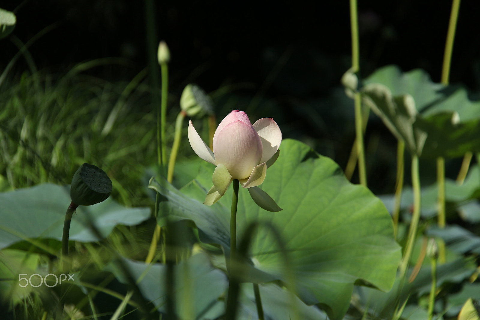 Canon EF-S 18-200mm F3.5-5.6 IS sample photo. In delicate pinks photography