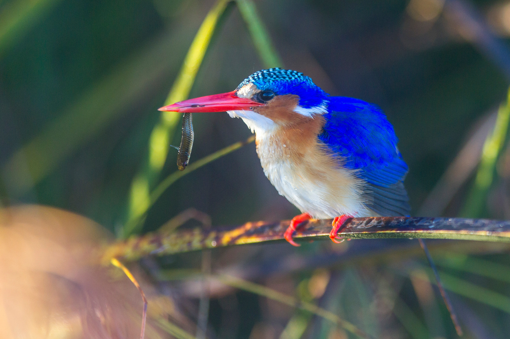 Canon EF 300mm F2.8L IS USM sample photo. Tasty photography