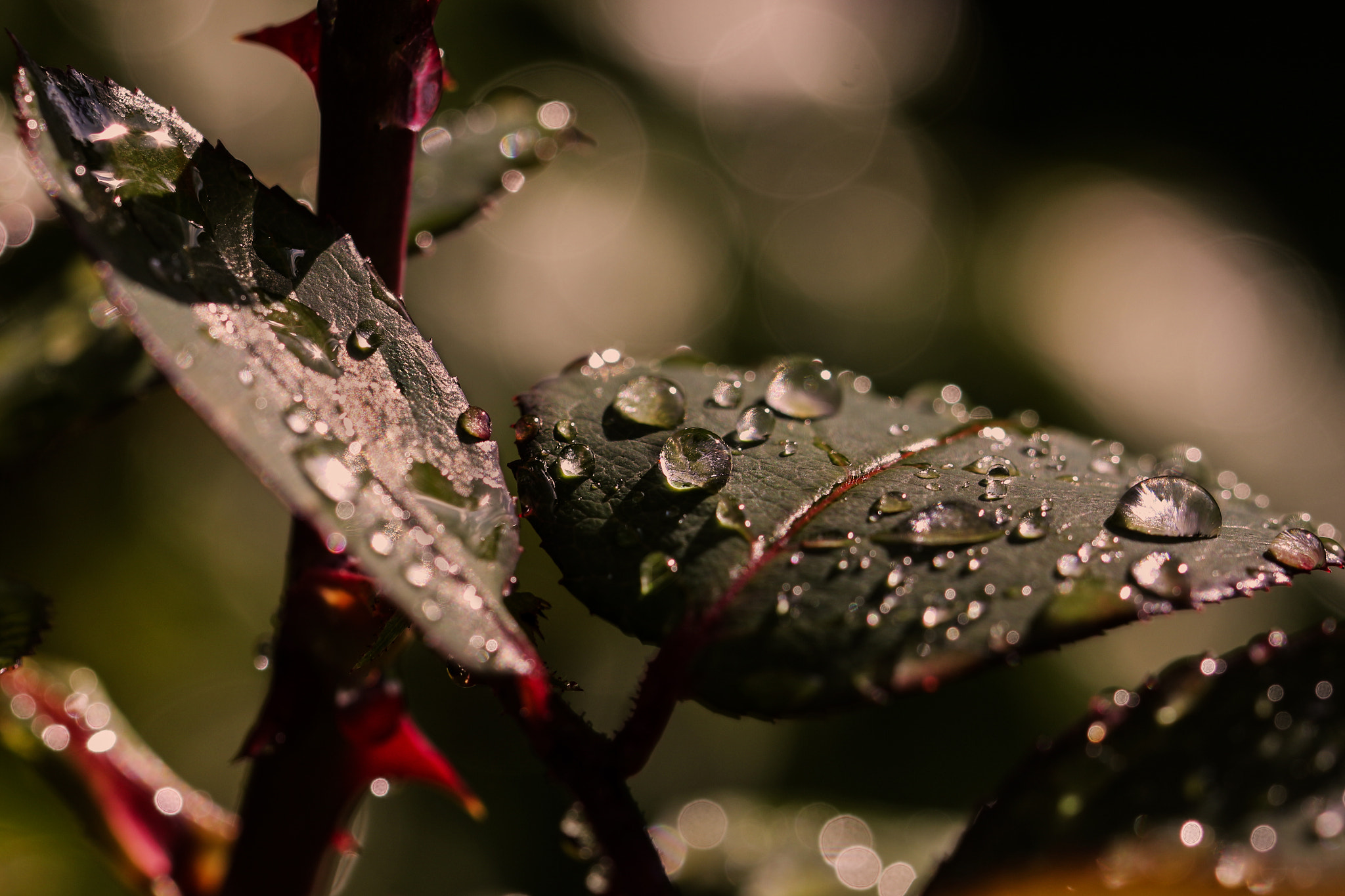 Canon EOS 700D (EOS Rebel T5i / EOS Kiss X7i) + Canon EF 100mm F2.8L Macro IS USM sample photo. Tropfen photography