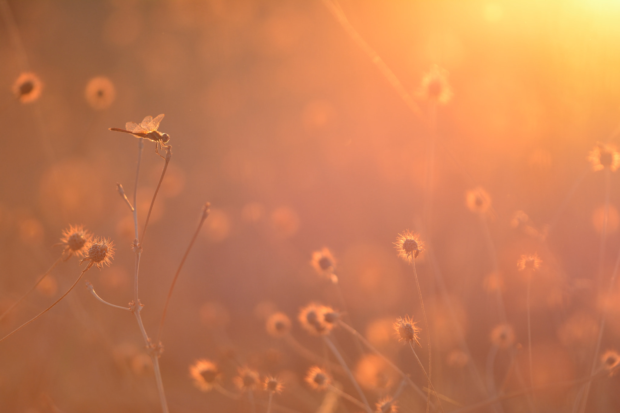 Sigma 150mm F2.8 EX DG Macro HSM sample photo. Burning sun photography