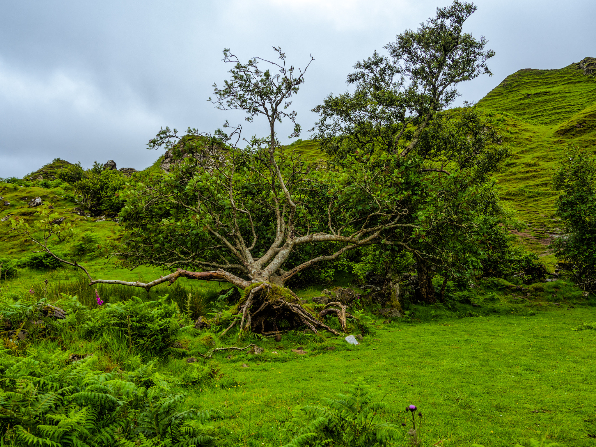 Olympus OM-D E-M10 + OLYMPUS M.12-50mm F3.5-6.3 sample photo. Fairy glen - isle of skye photography