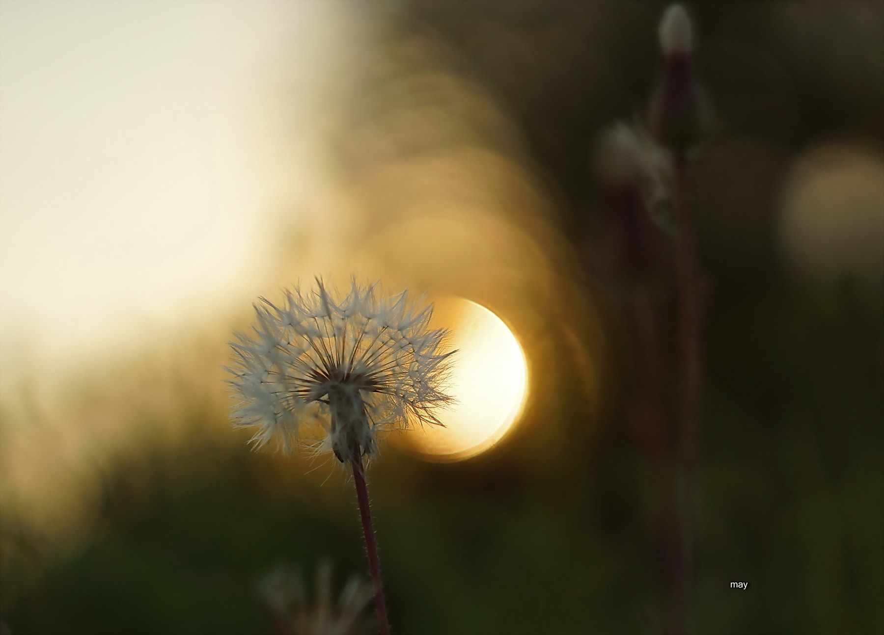 Sony SLT-A65 (SLT-A65V) + Minolta AF 50mm F1.7 sample photo. Seeing the sun.. photography