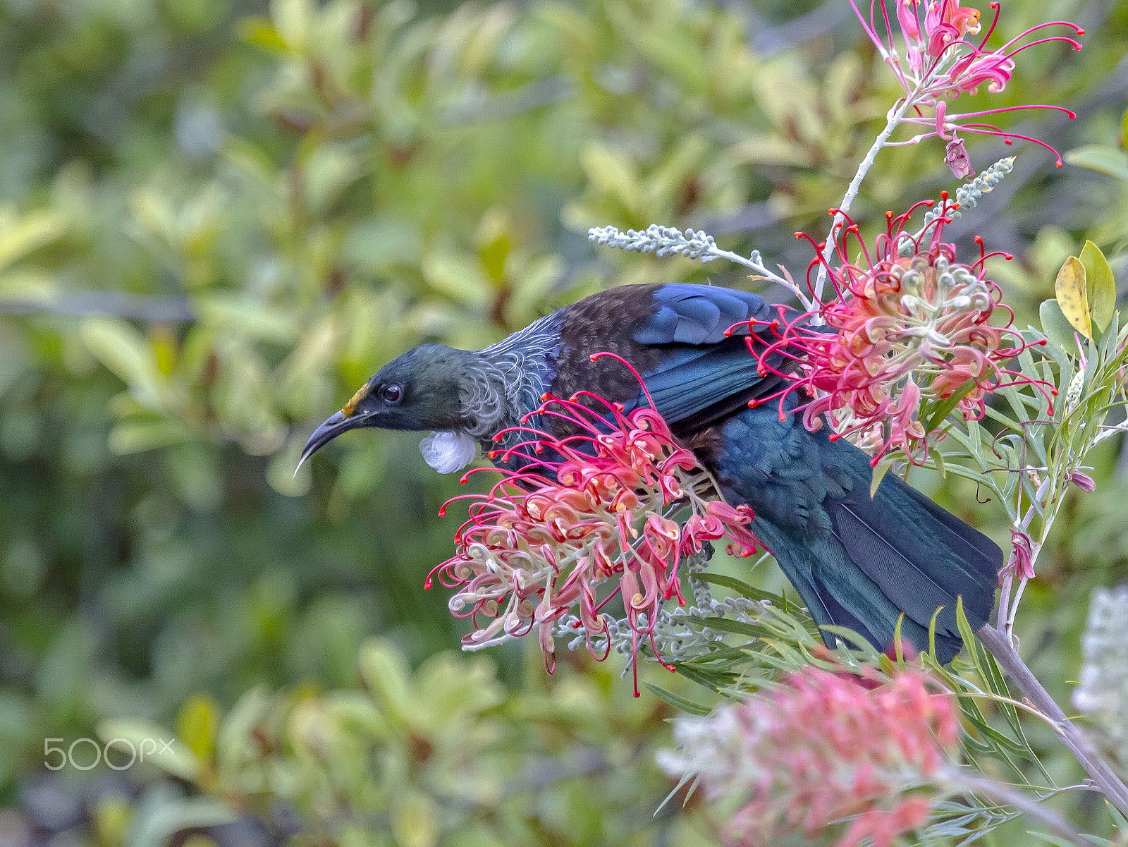 Canon EF 100-400mm F4.5-5.6L IS USM sample photo. Tui photography