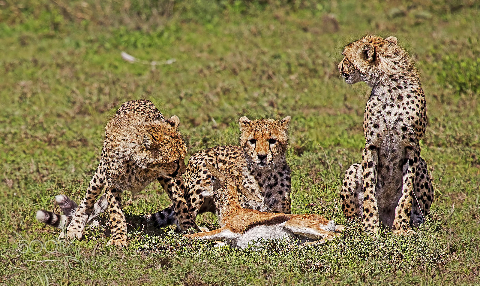 Canon EOS-1D Mark IV + Canon EF 100-400mm F4.5-5.6L IS USM sample photo. Young cheetahs with their prey.. photography