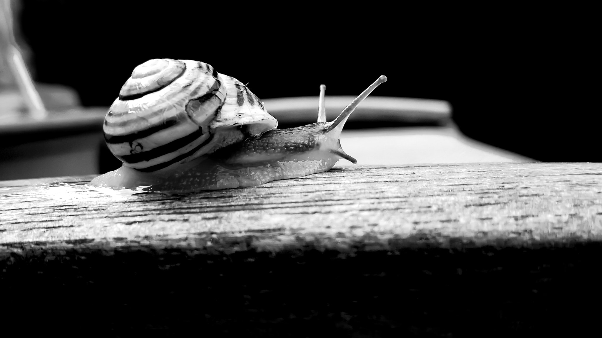 Nokia Lumia 735 sample photo. Snail bnw photography