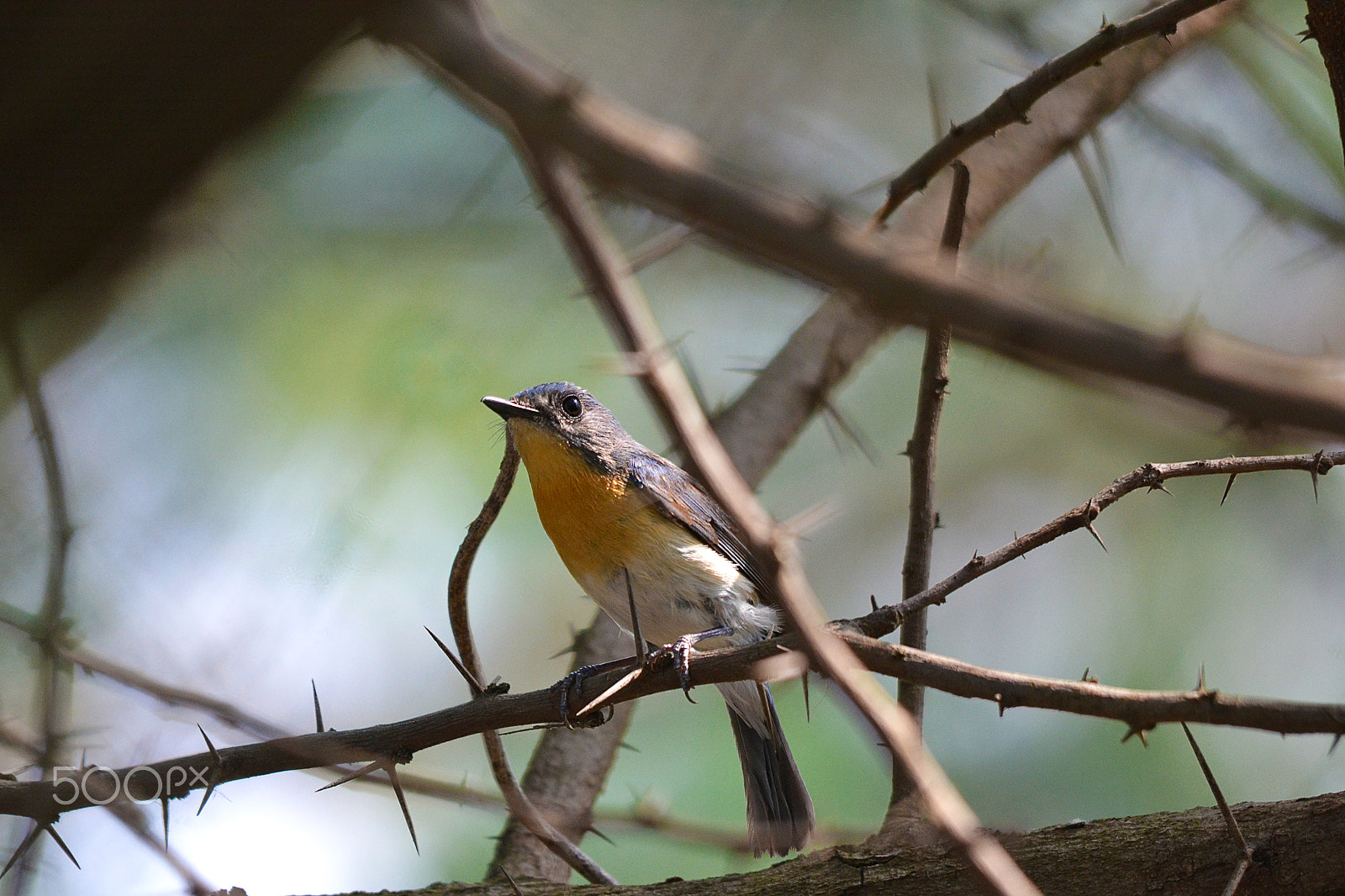Sigma 150-500mm F5-6.3 DG OS HSM sample photo. Birds photography photography
